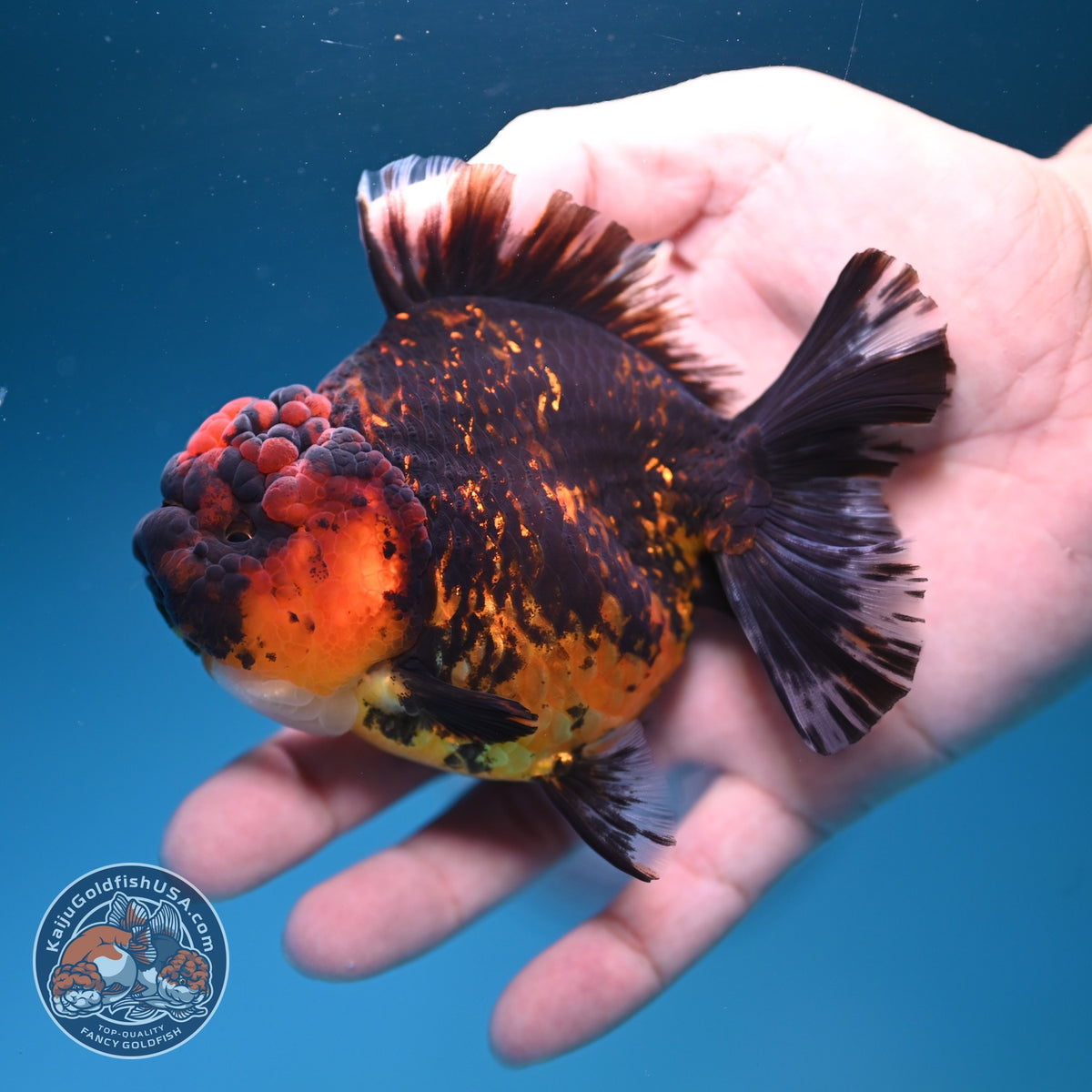 Tiger YuanBao Oranda 3.5 inch Body (260918_OR18)