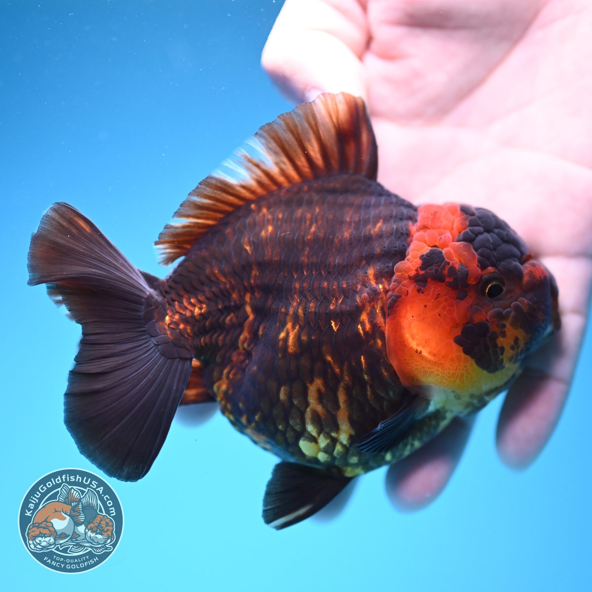 Tiger YuanBao Oranda 4 inch Body (260918_OR06)