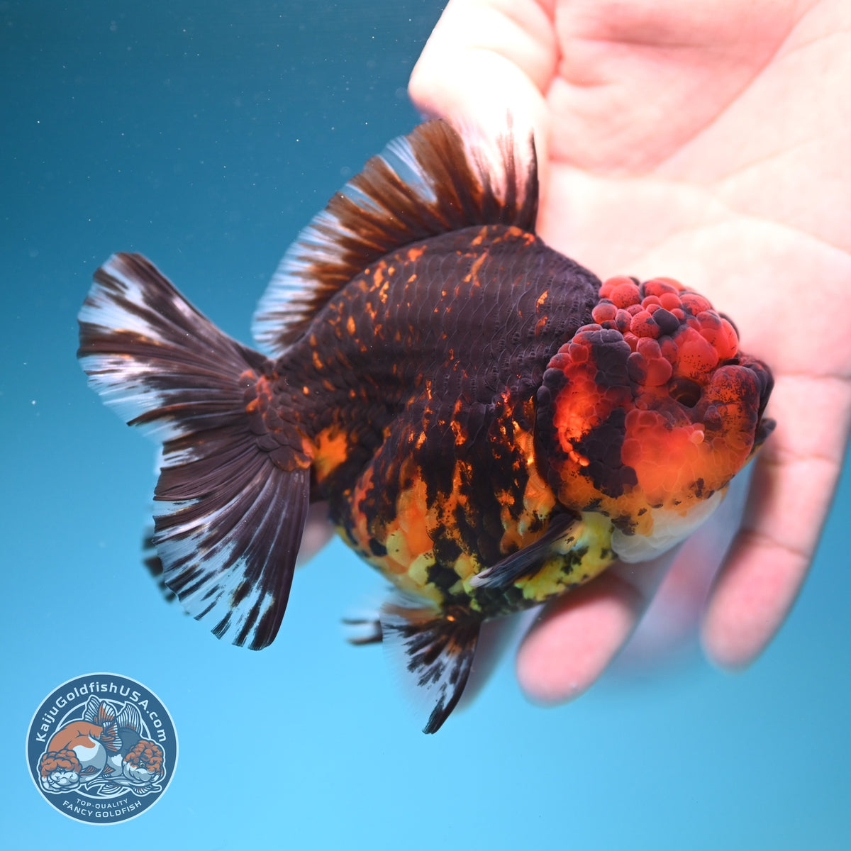 Tiger YuanBao Oranda 4 inch Body (260918_OR06)