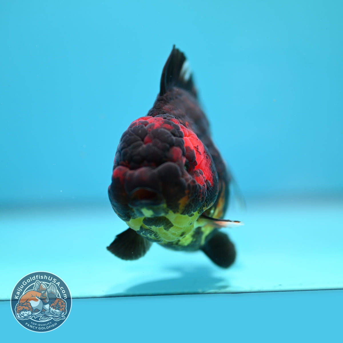 Tiger YuanBao Oranda 4 inch Body (260918_OR06)