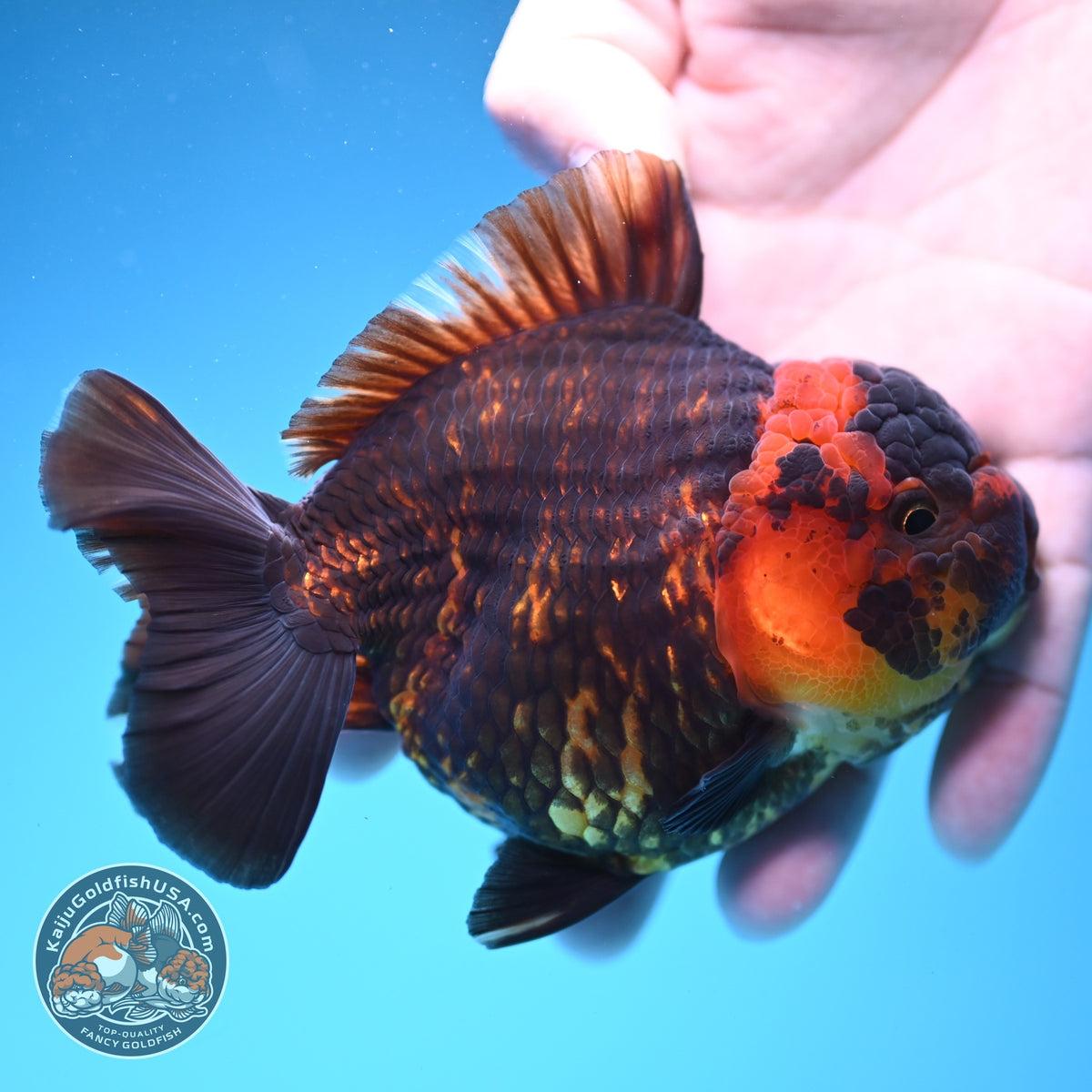 Tiger YuanBao Oranda 4 inch Body (260918_OR06)
