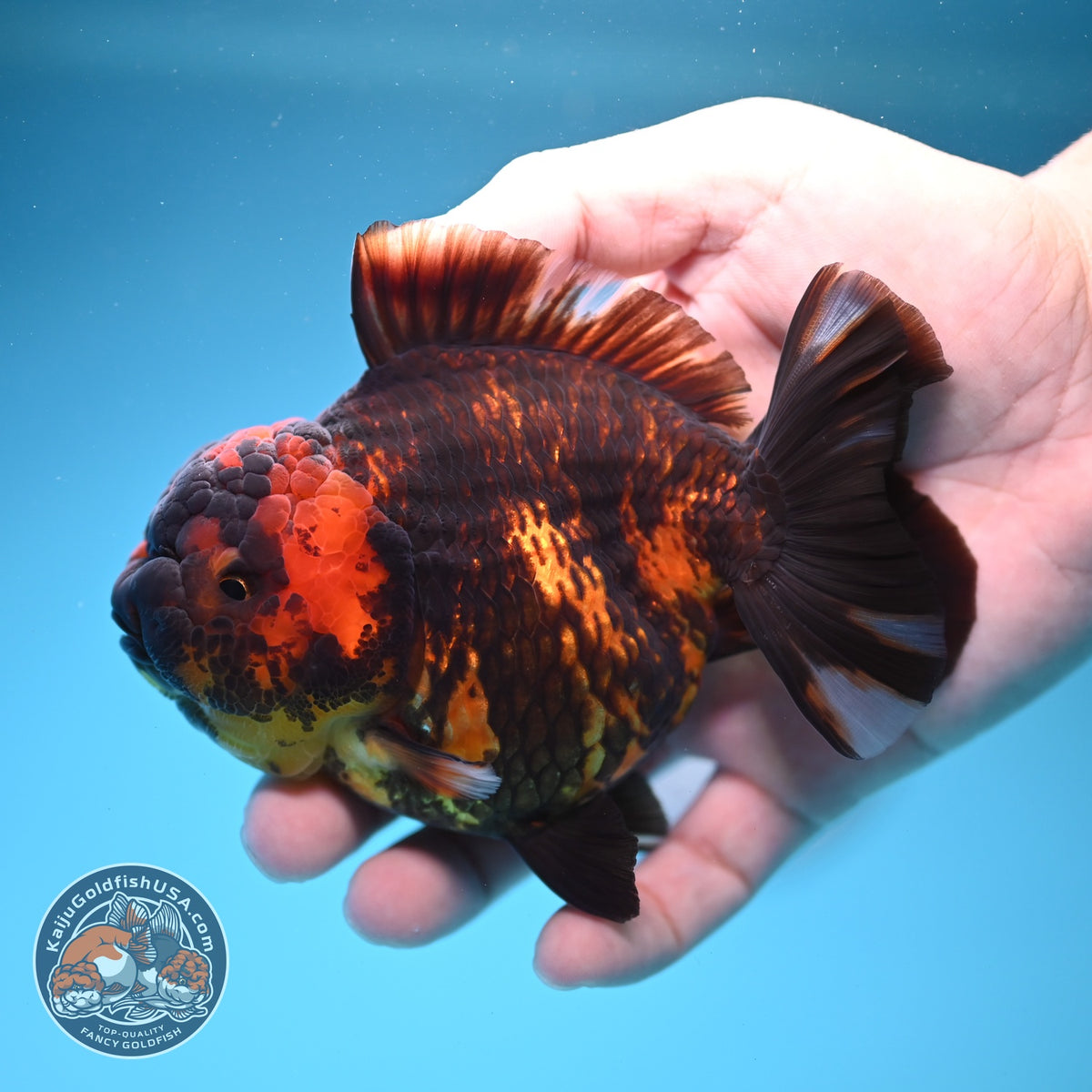 Tiger YuanBao Oranda 4 inch Body (260918_OR06)