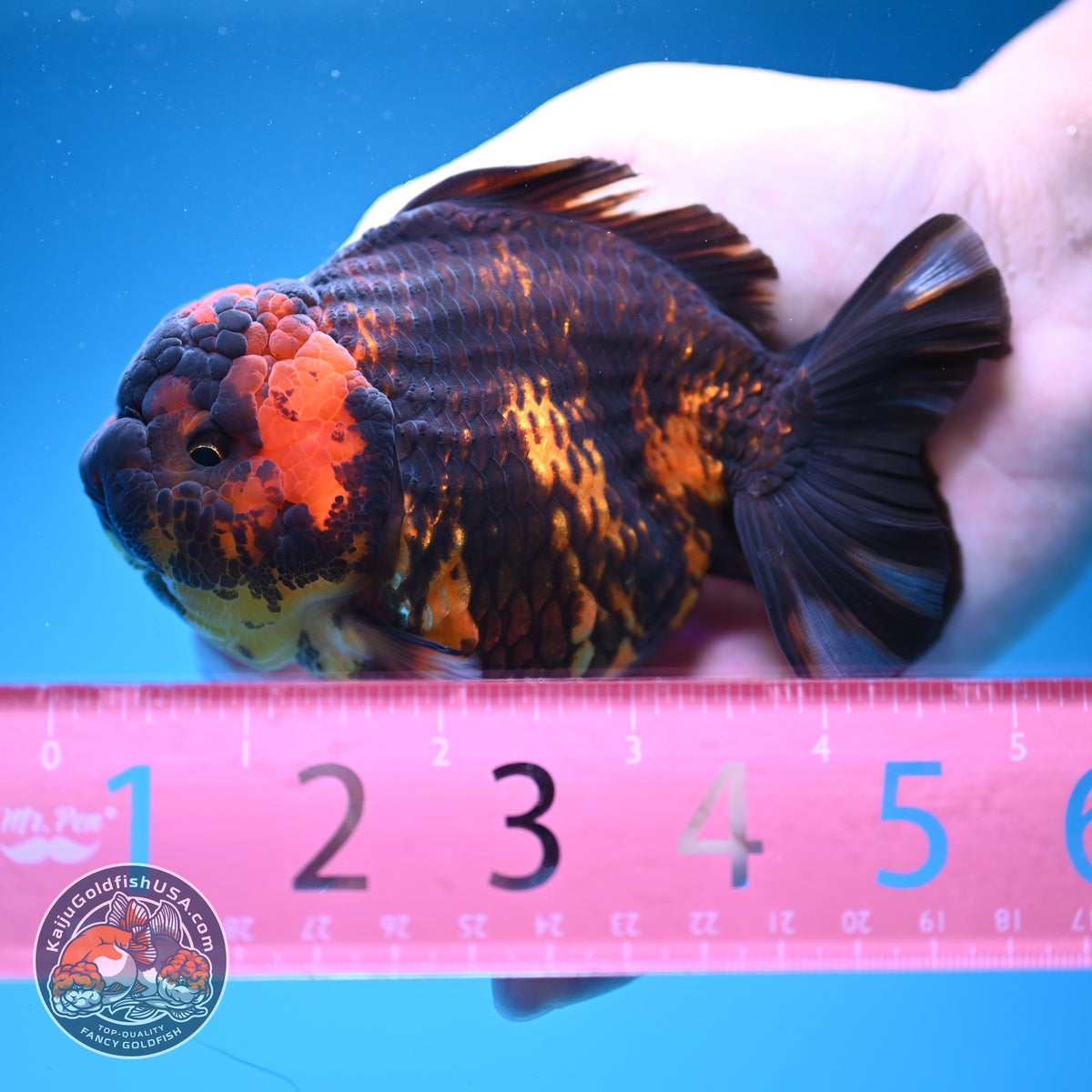 Tiger YuanBao Oranda 4 inch Body (260918_OR06)