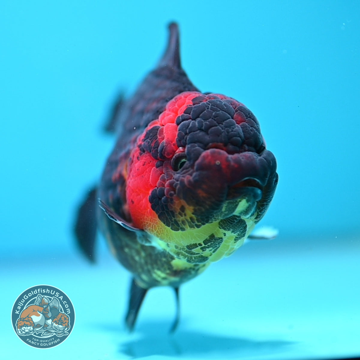 Tiger YuanBao Oranda 4 inch Body (260918_OR06)