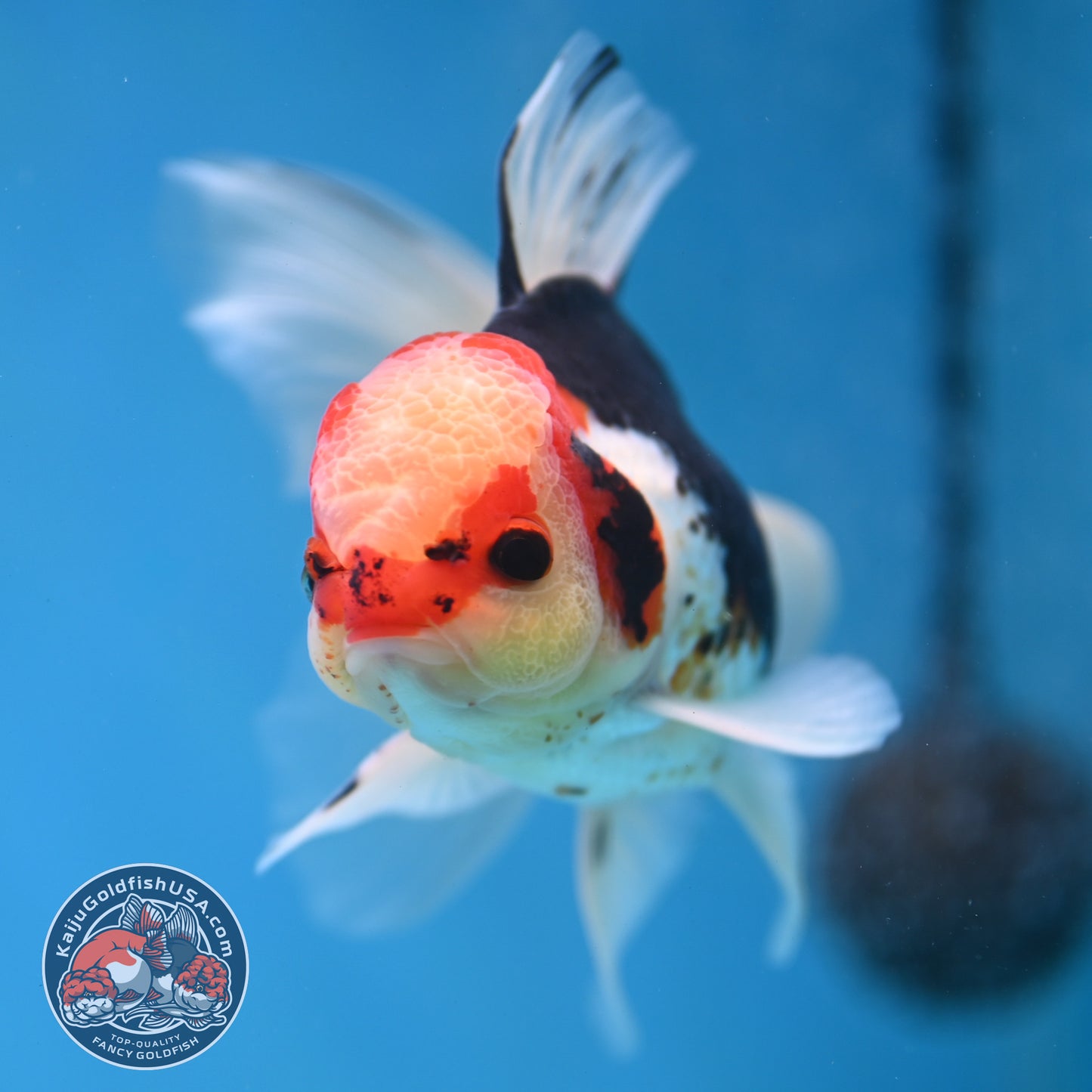 Tricolor Butterfly Tail Oranda 3.5 inch Body (251121_OR15)