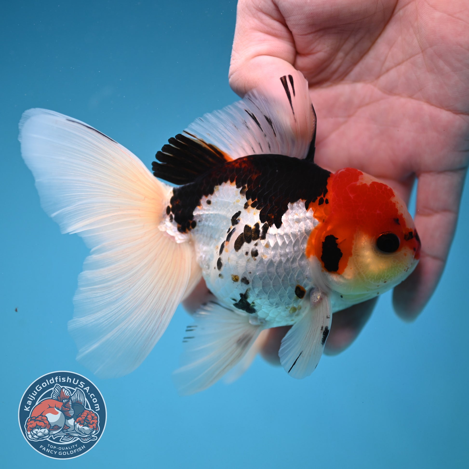 Tricolor Butterfly Tail Oranda 3.5 inch Body (251121_OR15)