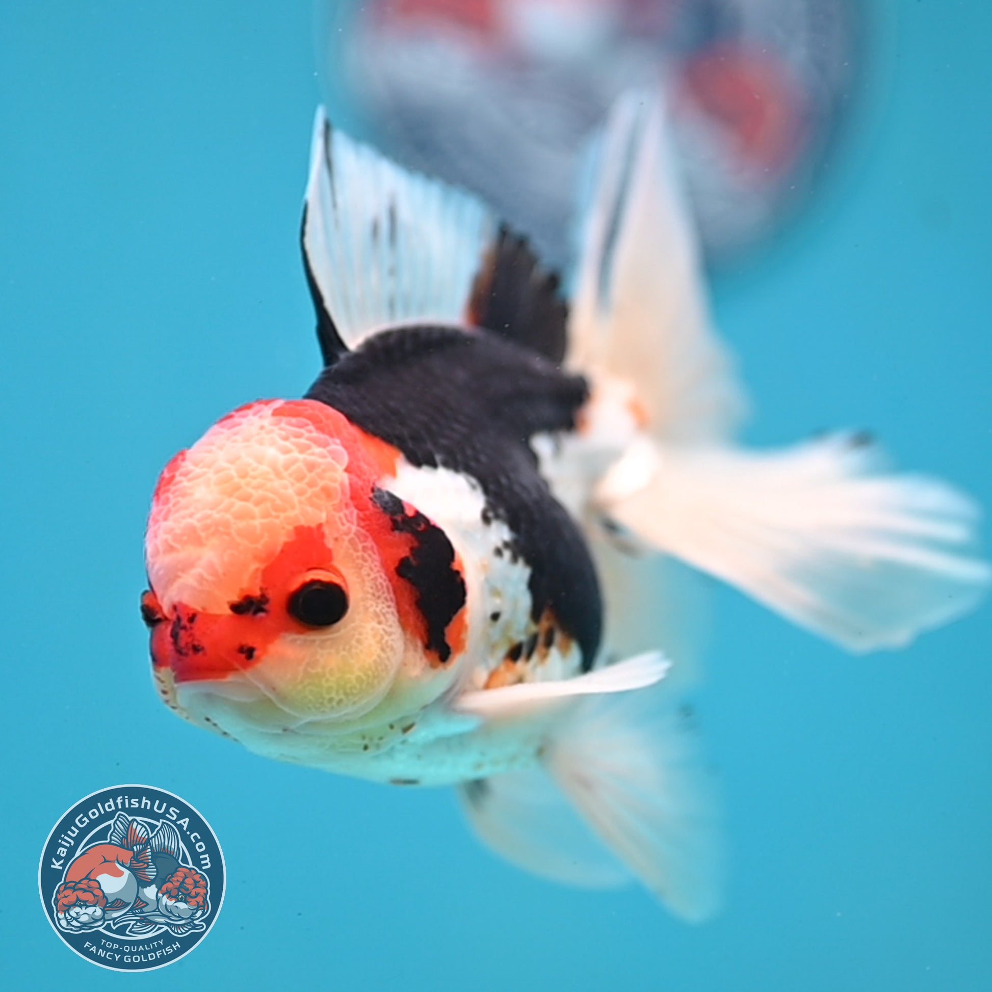 Tricolor Butterfly Tail Oranda 3.5 inch Body (251121_OR15)