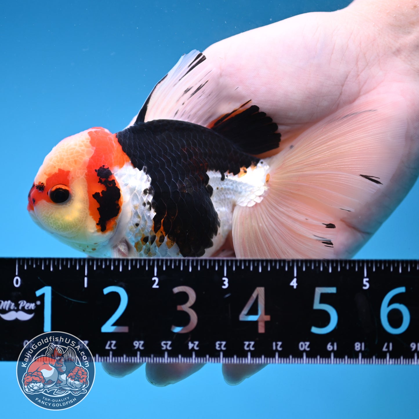 Tricolor Butterfly Tail Oranda 3.5 inch Body (251121_OR15)