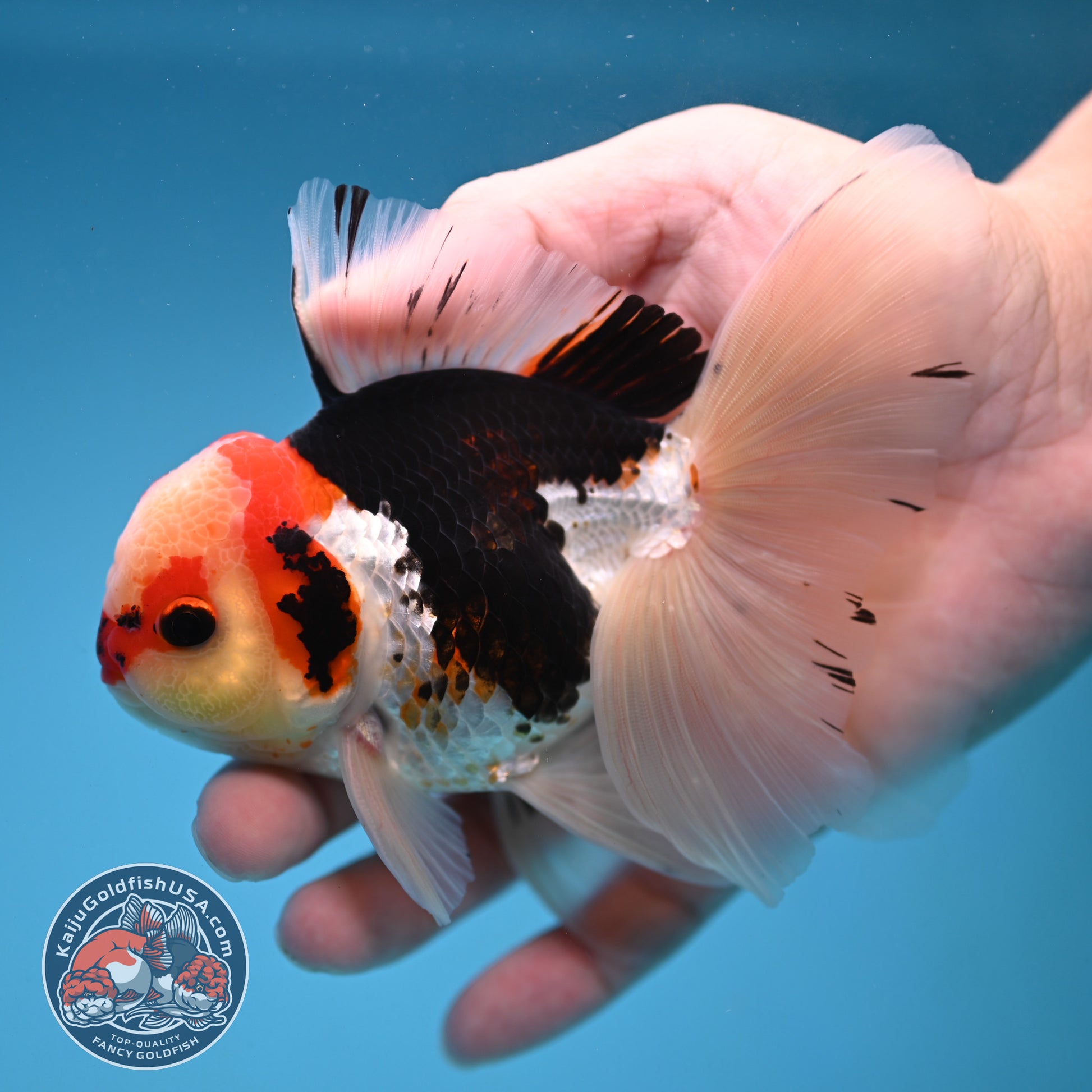 Tricolor Butterfly Tail Oranda 3.5 inch Body (251121_OR15)