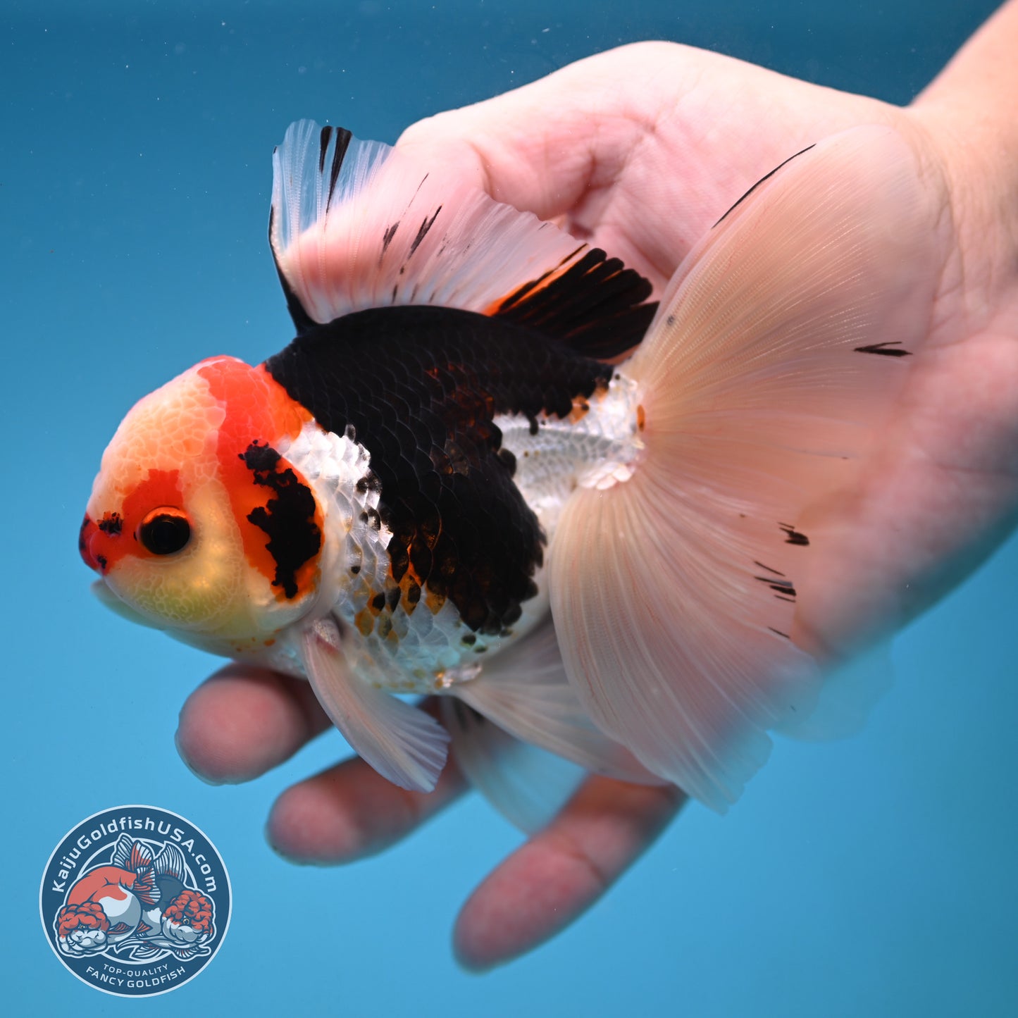 Tricolor Butterfly Tail Oranda 3.5 inch Body (251121_OR15)