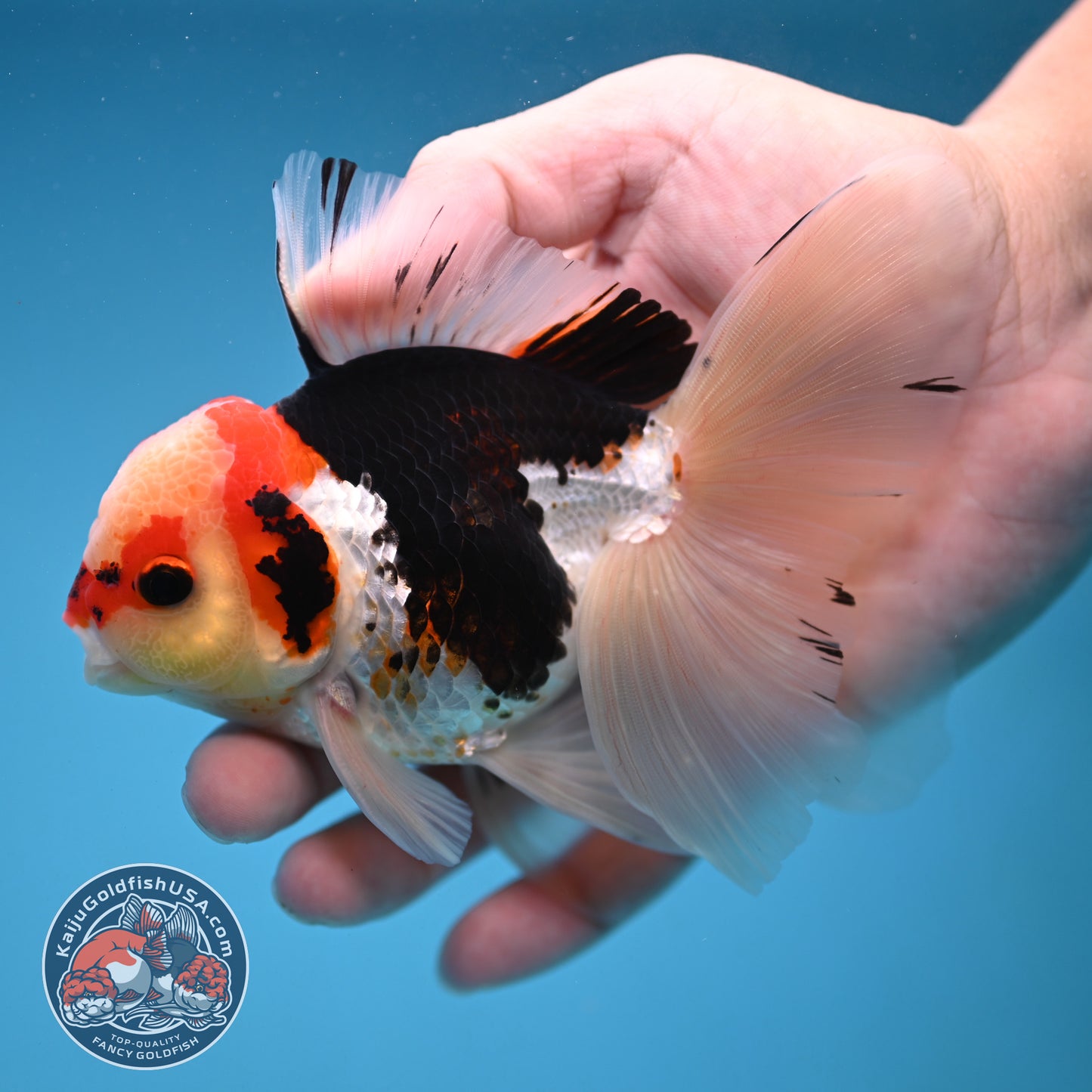 Tricolor Butterfly Tail Oranda 3.5 inch Body (251121_OR15)