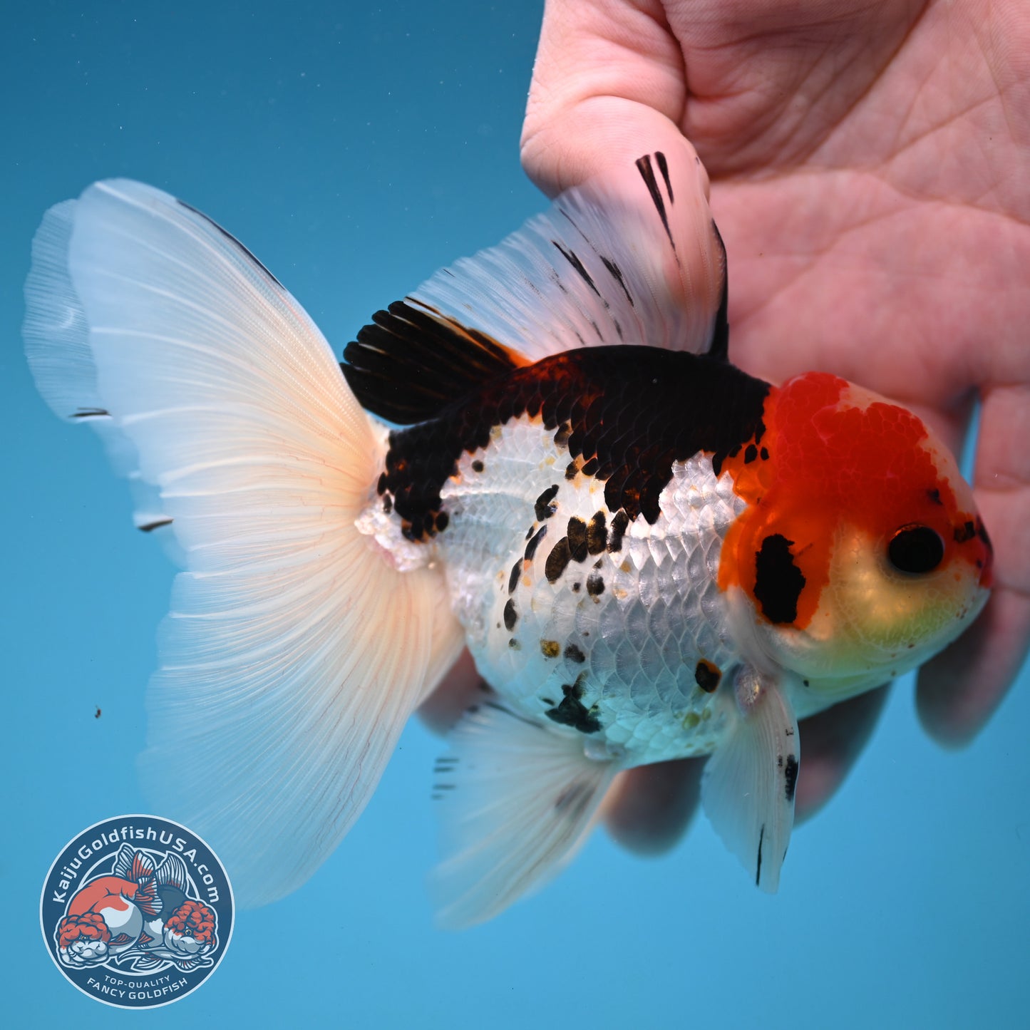 Tricolor Butterfly Tail Oranda 3.5 inch Body (251121_OR15)