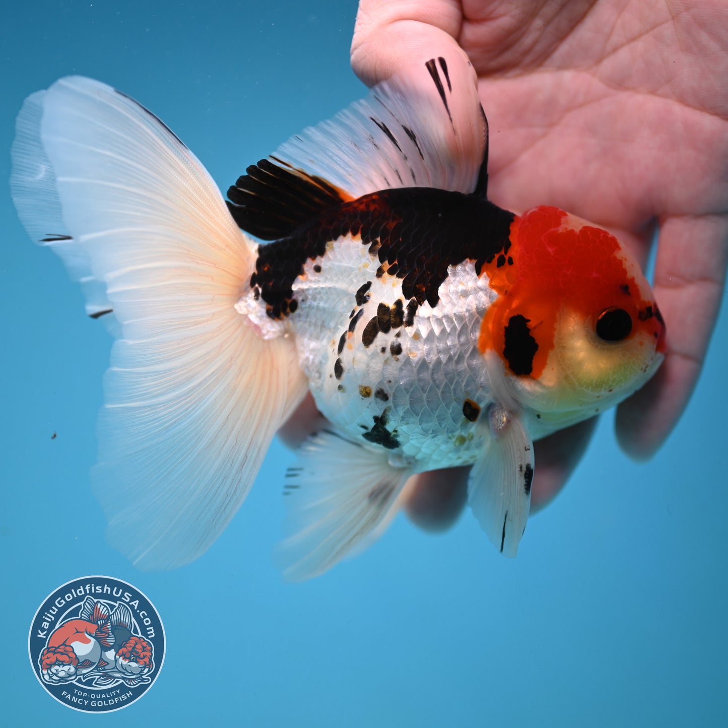 Tricolor Butterfly Tail Oranda 3.5 inch Body (251121_OR15)
