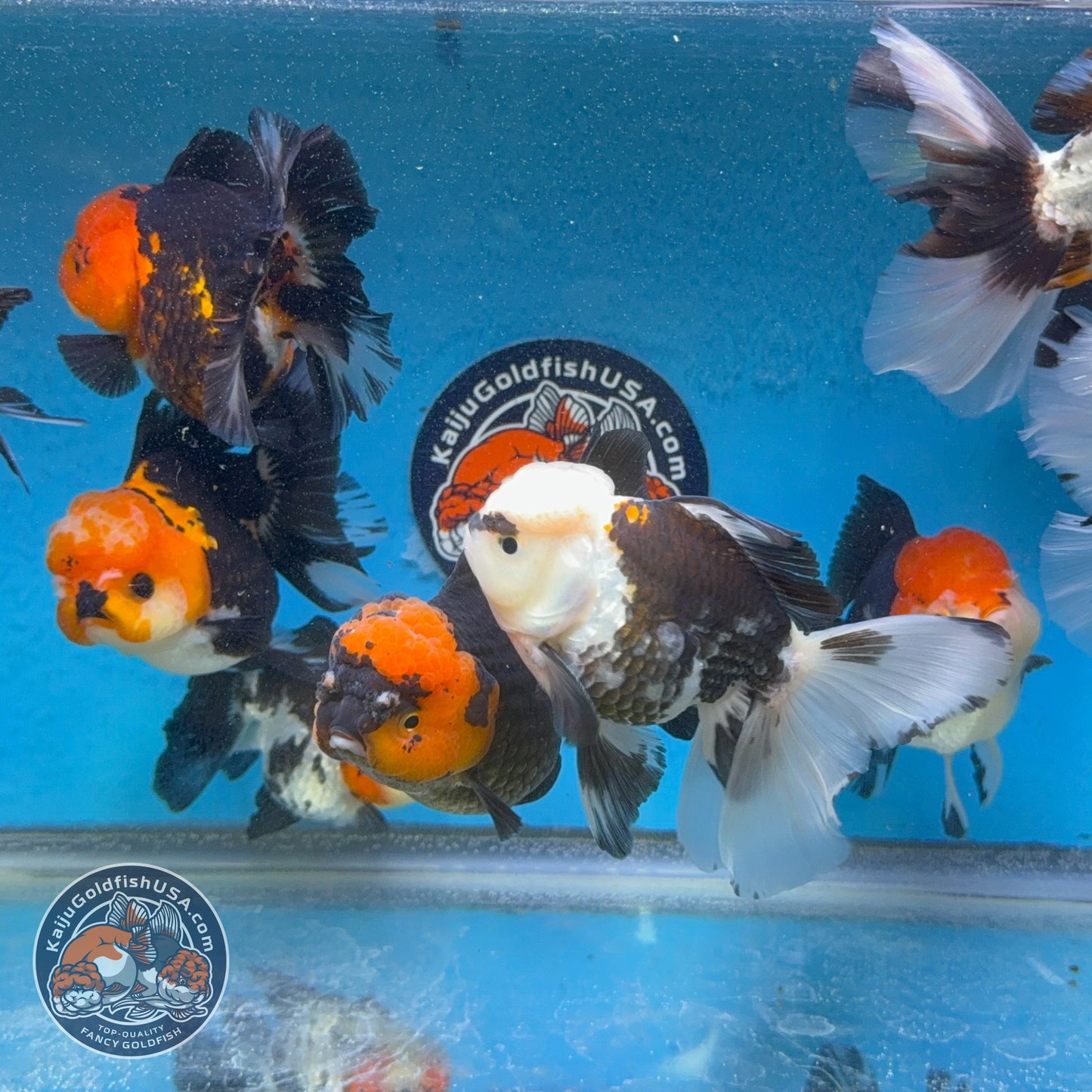 Tricolor Long/Medium Tail Oranda 3-3.5 inch Body (260814_OR25) | We pick, you save!