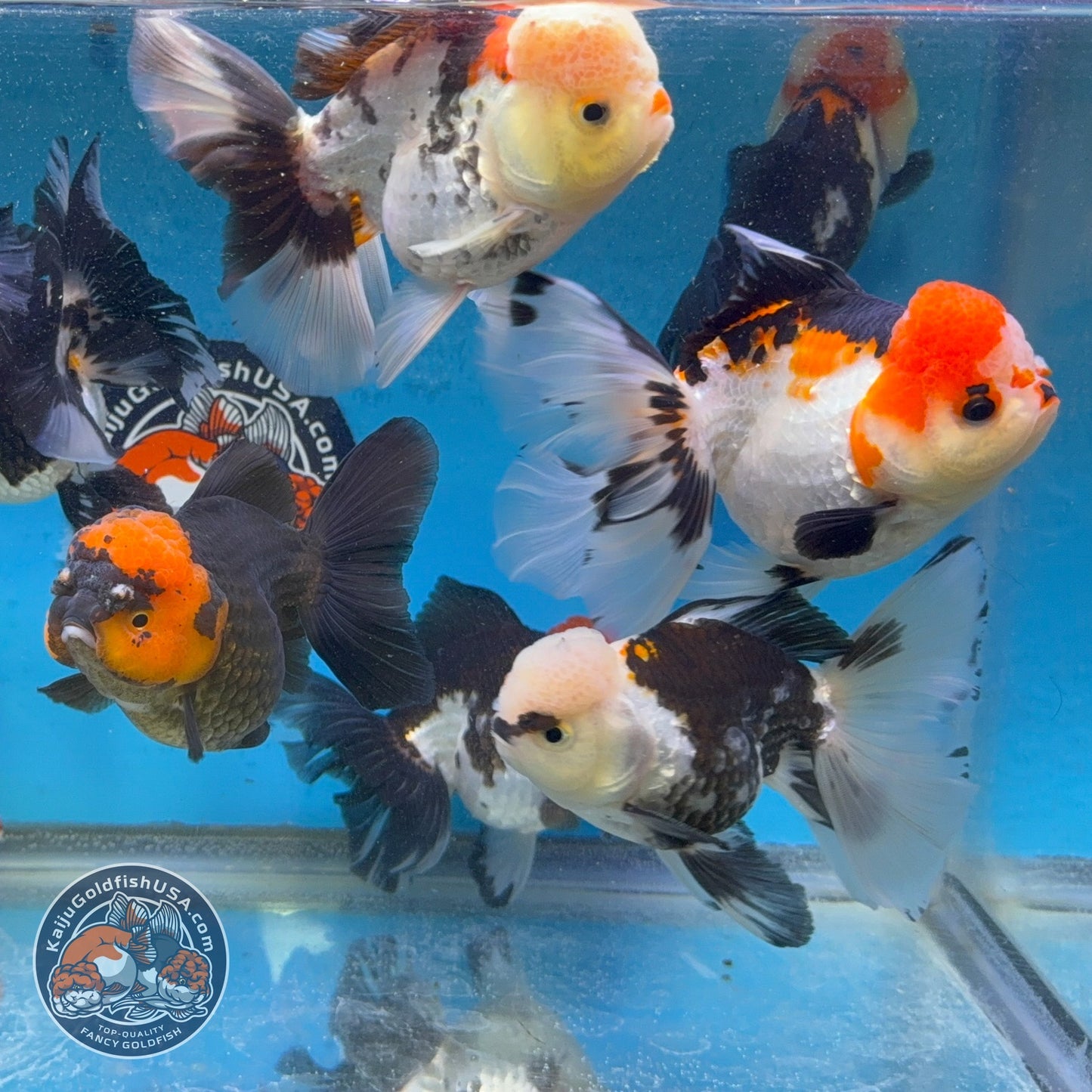 Tricolor Long/Medium Tail Oranda 3-3.5 inch Body (260814_OR25) | We pick, you save!