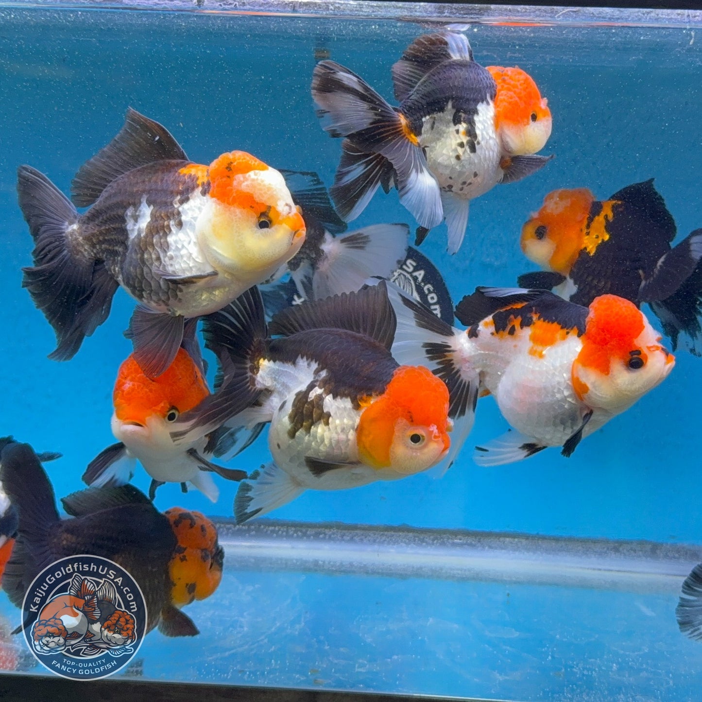 Tricolor Long/Medium Tail Oranda 3-3.5 inch Body (260814_OR25) | We pick, you save!