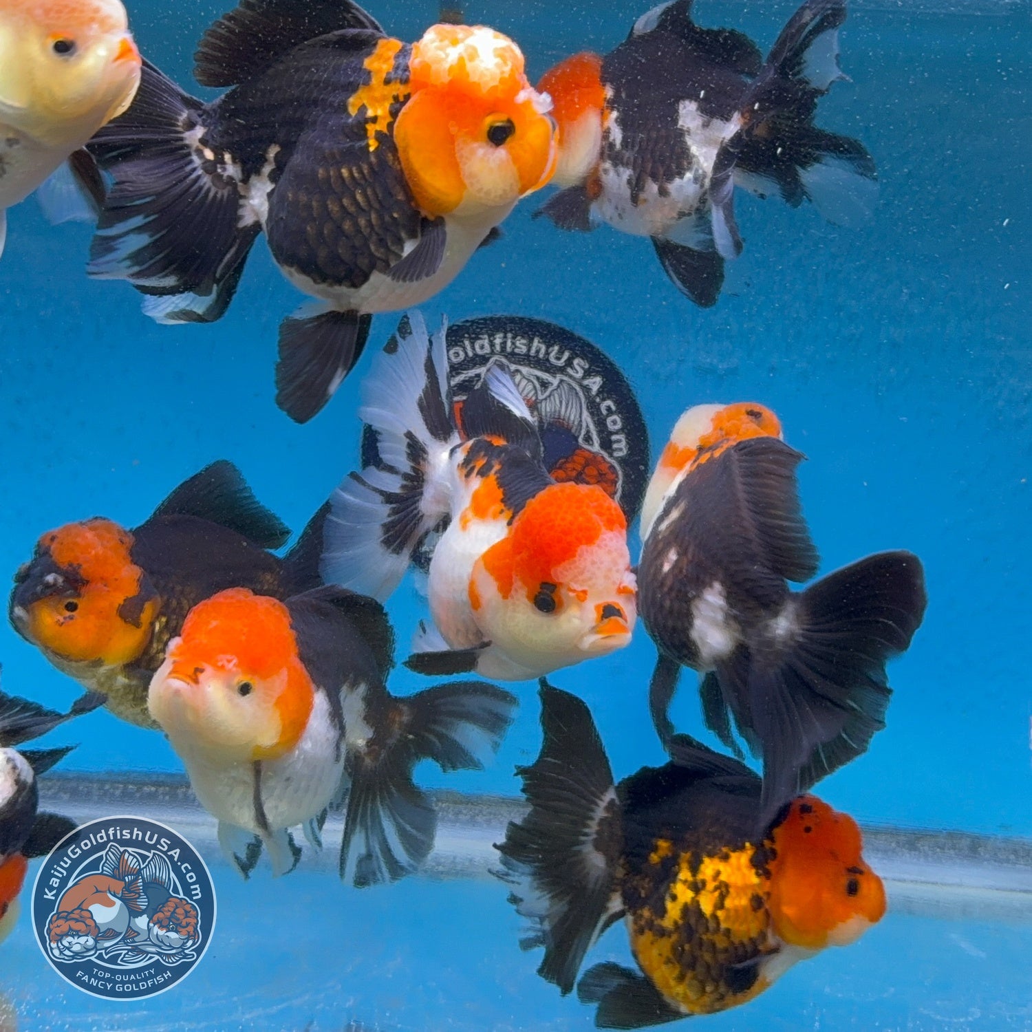 Tricolor Long/Medium Tail Oranda 3-3.5 inch Body (260814_OR25) | We pick, you save!