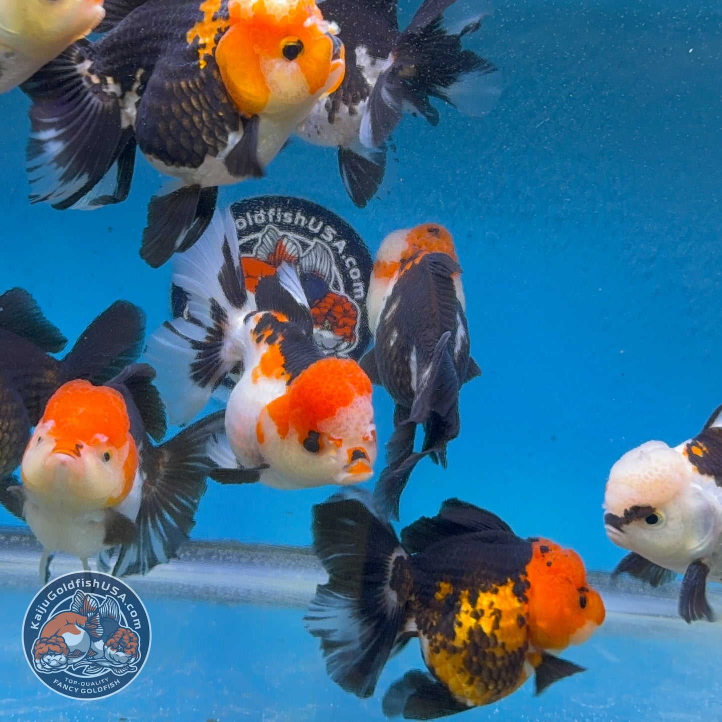 Tricolor Long/Medium Tail Oranda 3-3.5 inch Body (260814_OR25) | We pick, you save!