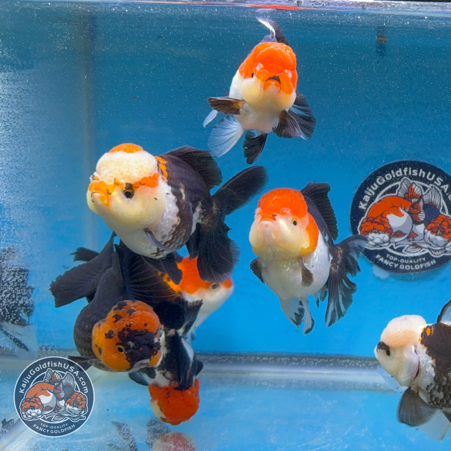 Tricolor Long/Medium Tail Oranda 3-3.5 inch Body (260814_OR25) | We pick, you save!