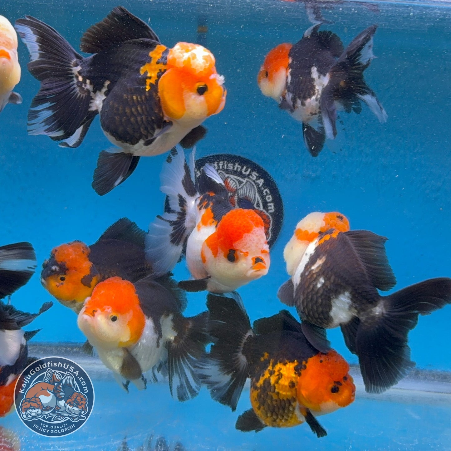 Tricolor Long/Medium Tail Oranda 3-3.5 inch Body (260814_OR25) | We pick, you save!