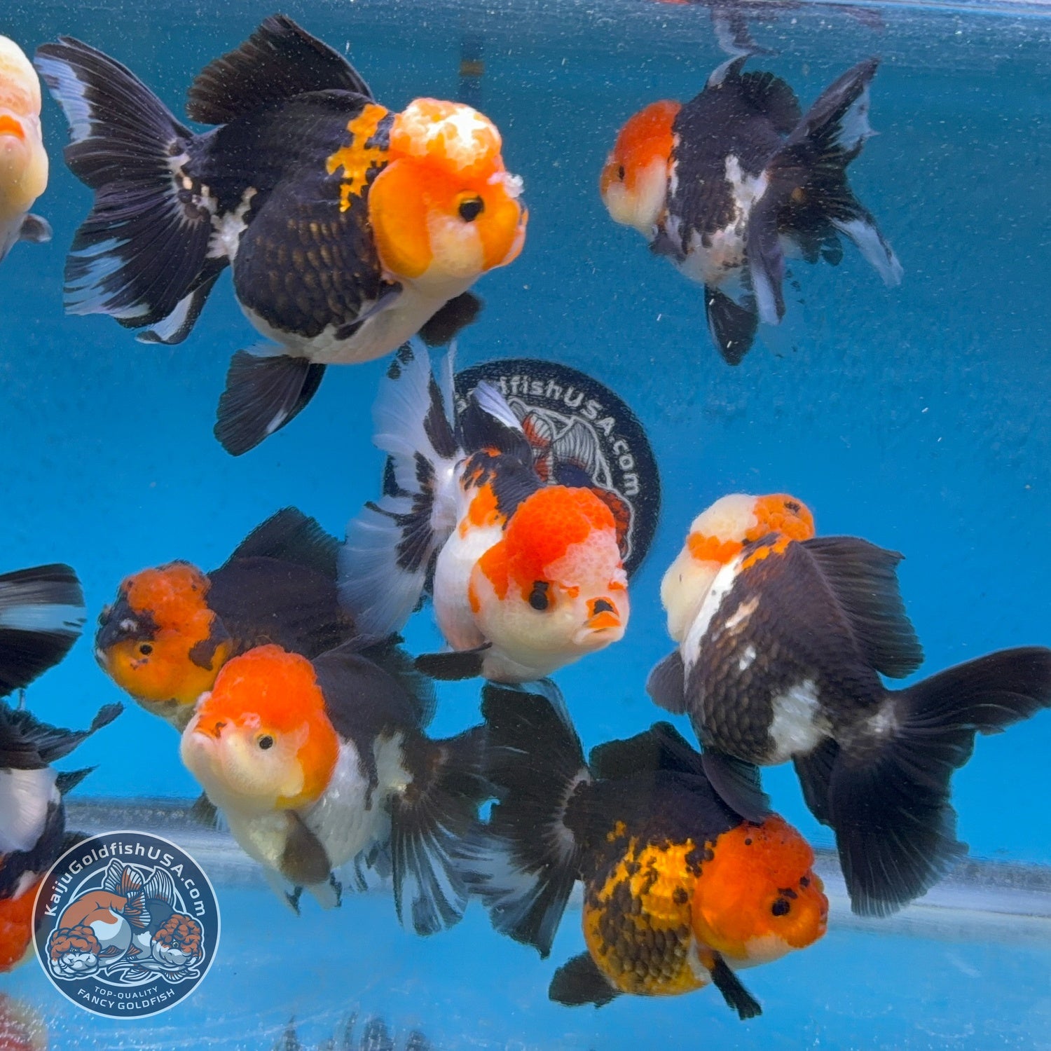 Tricolor Long/Medium Tail Oranda 3-3.5 inch Body (260814_OR25) | We pick, you save!