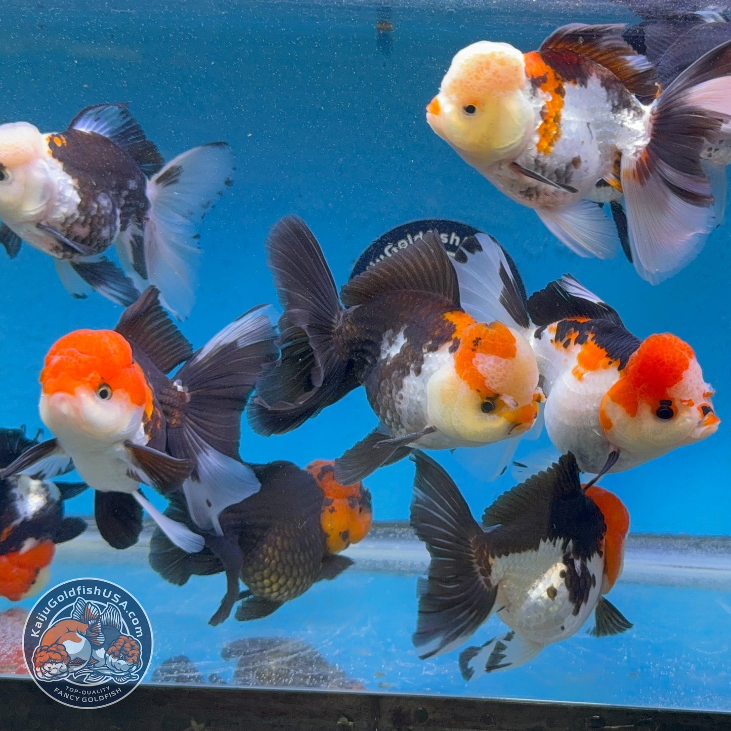 Tricolor Long/Medium Tail Oranda 3-3.5 inch Body (260814_OR25) | We pick, you save!