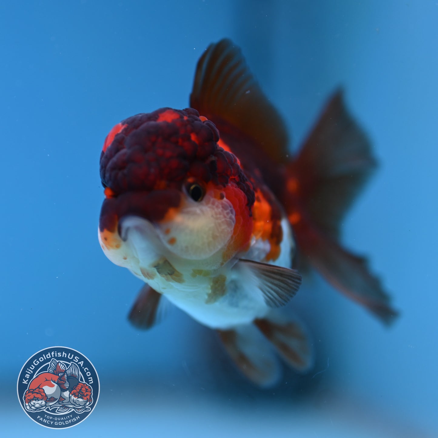 Tricolor Oranda 2.8 inch Body (260130_OR12)