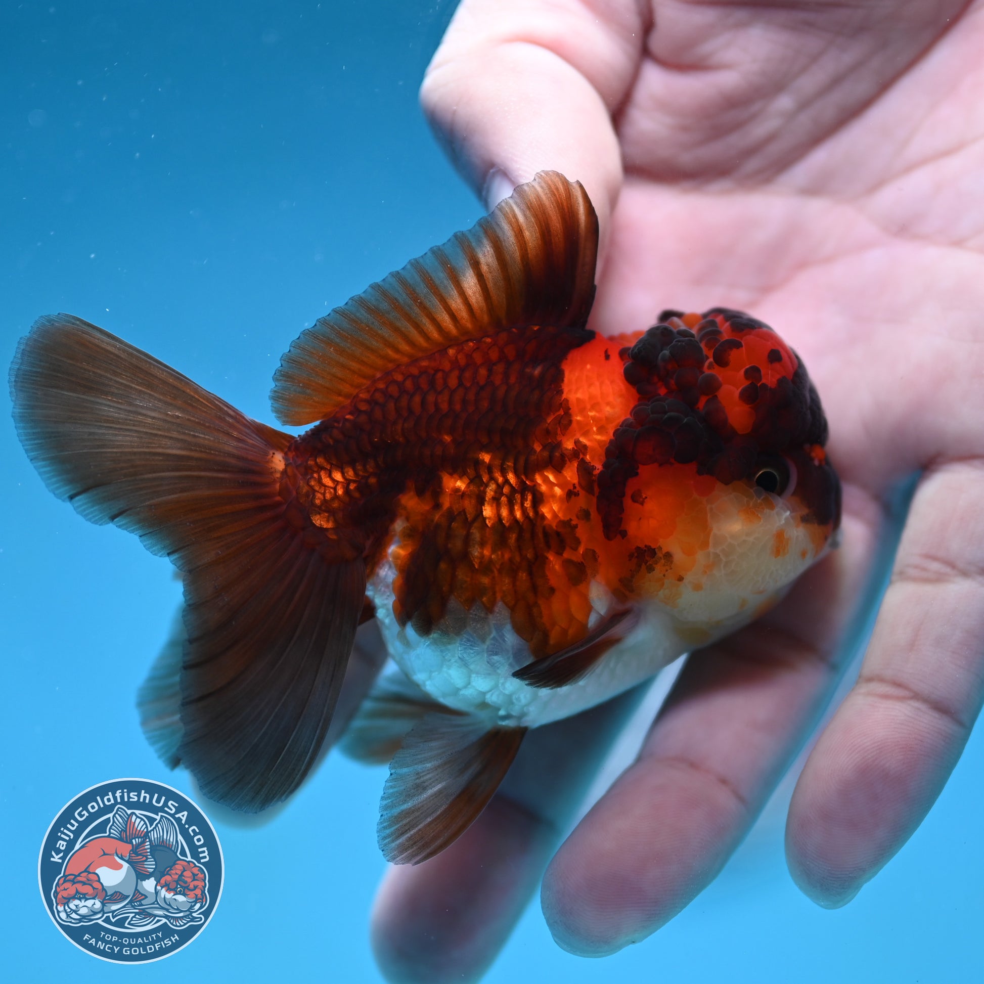 Tricolor Oranda 2.8 inch Body (260130_OR12)