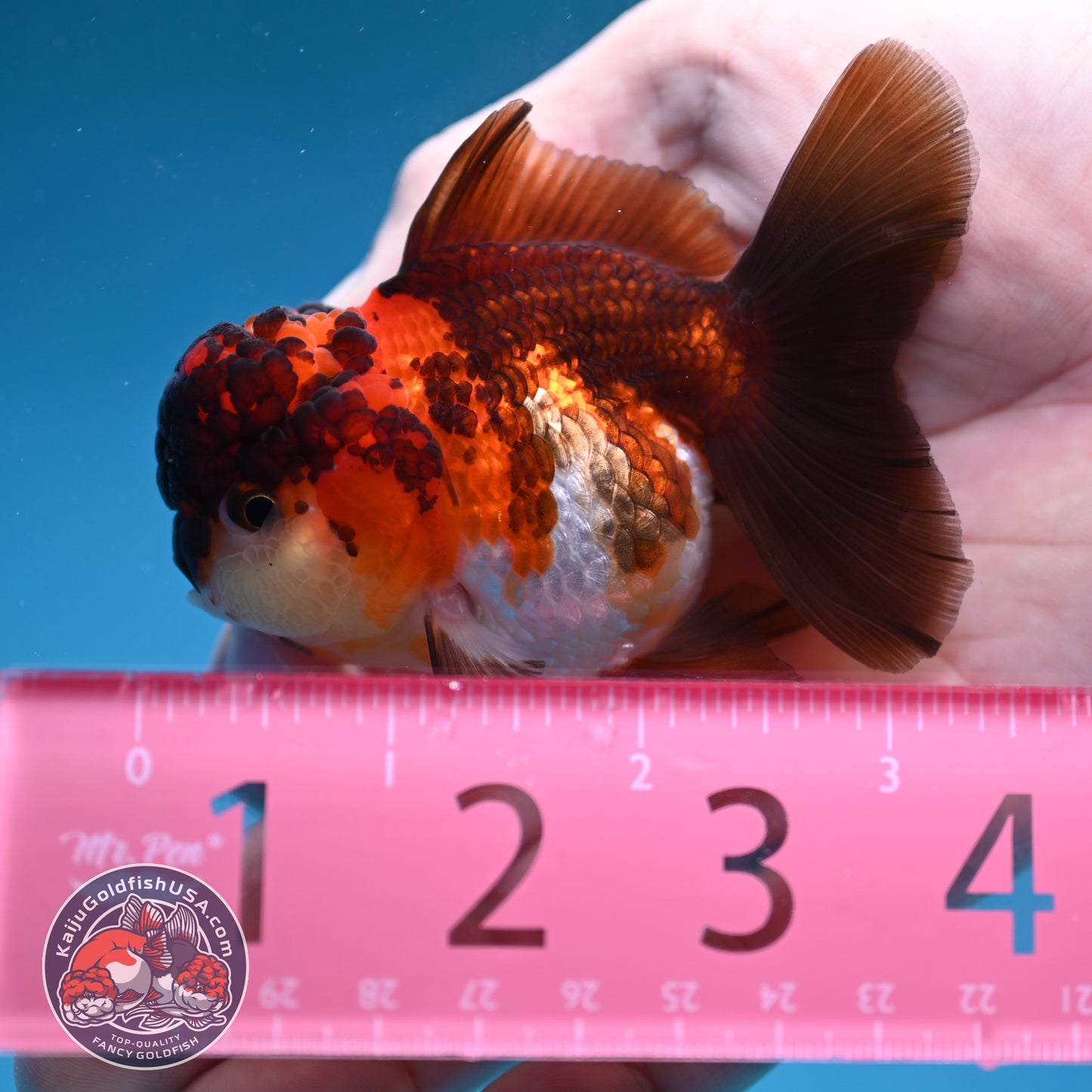 Tricolor Oranda 2.8 inch Body (260130_OR12)