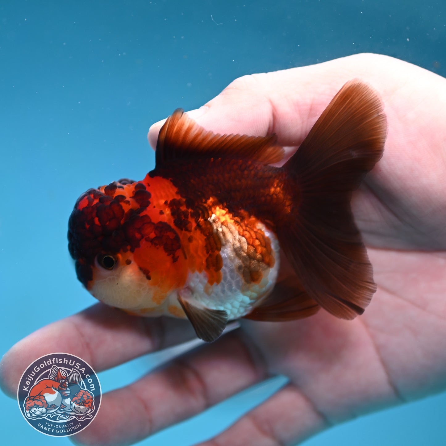 Tricolor Oranda 2.8 inch Body (260130_OR12)