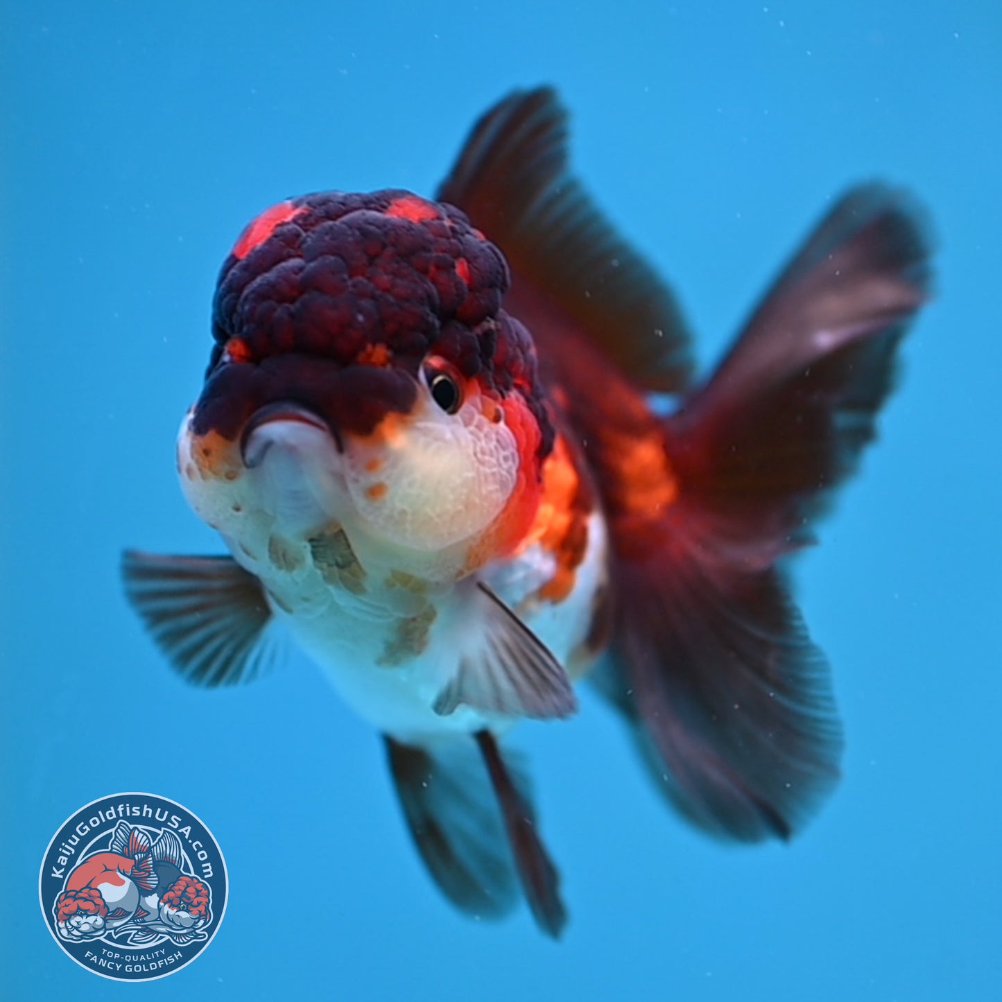 Tricolor Oranda 2.8 inch Body (260130_OR12)