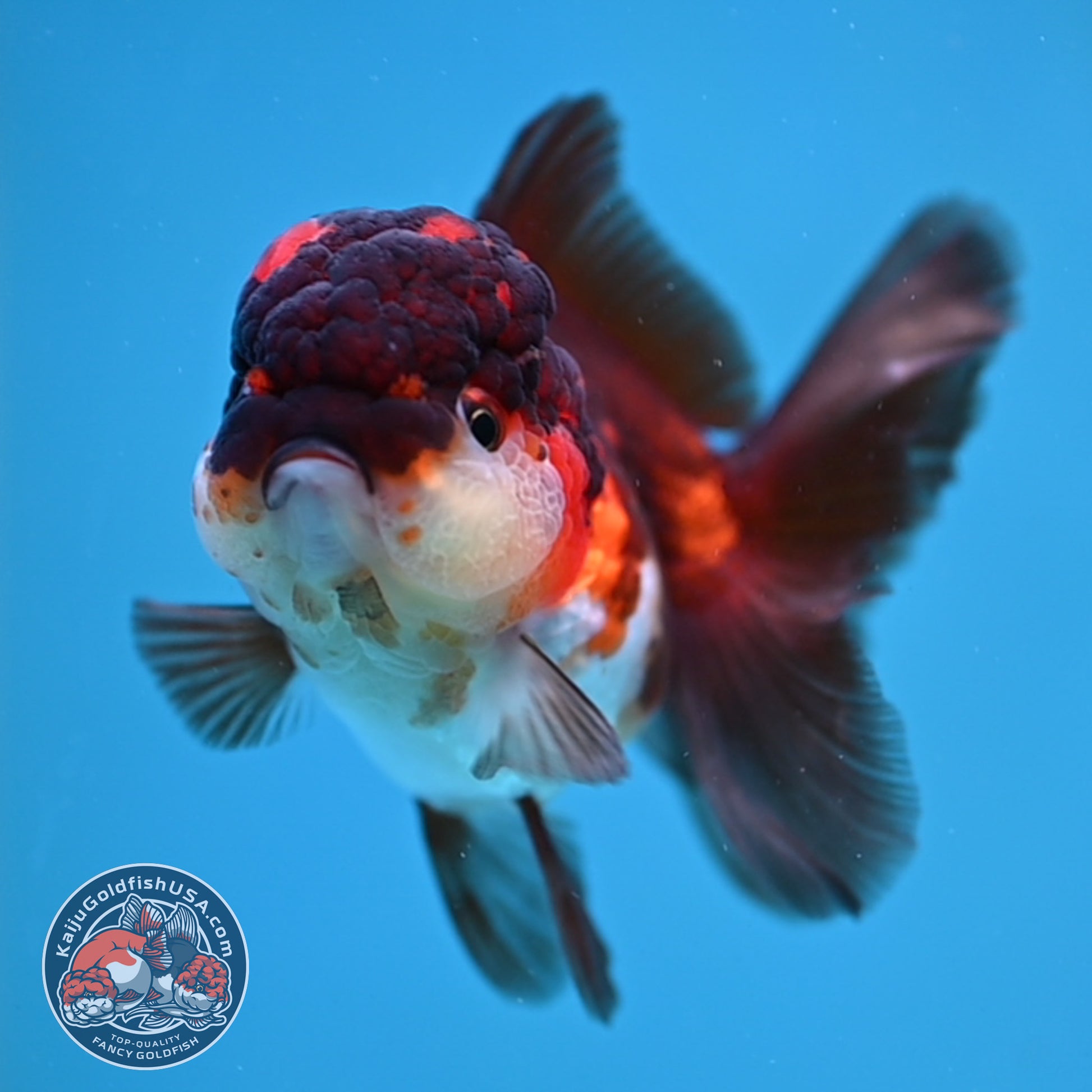 Tricolor Oranda 2.8 inch Body (260130_OR12)