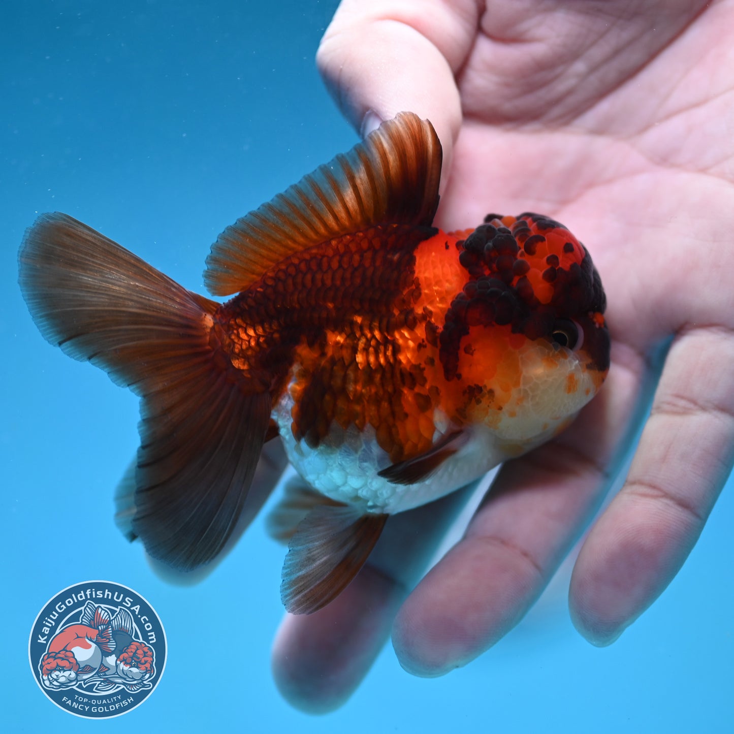 Tricolor Oranda 2.8 inch Body (260130_OR12)