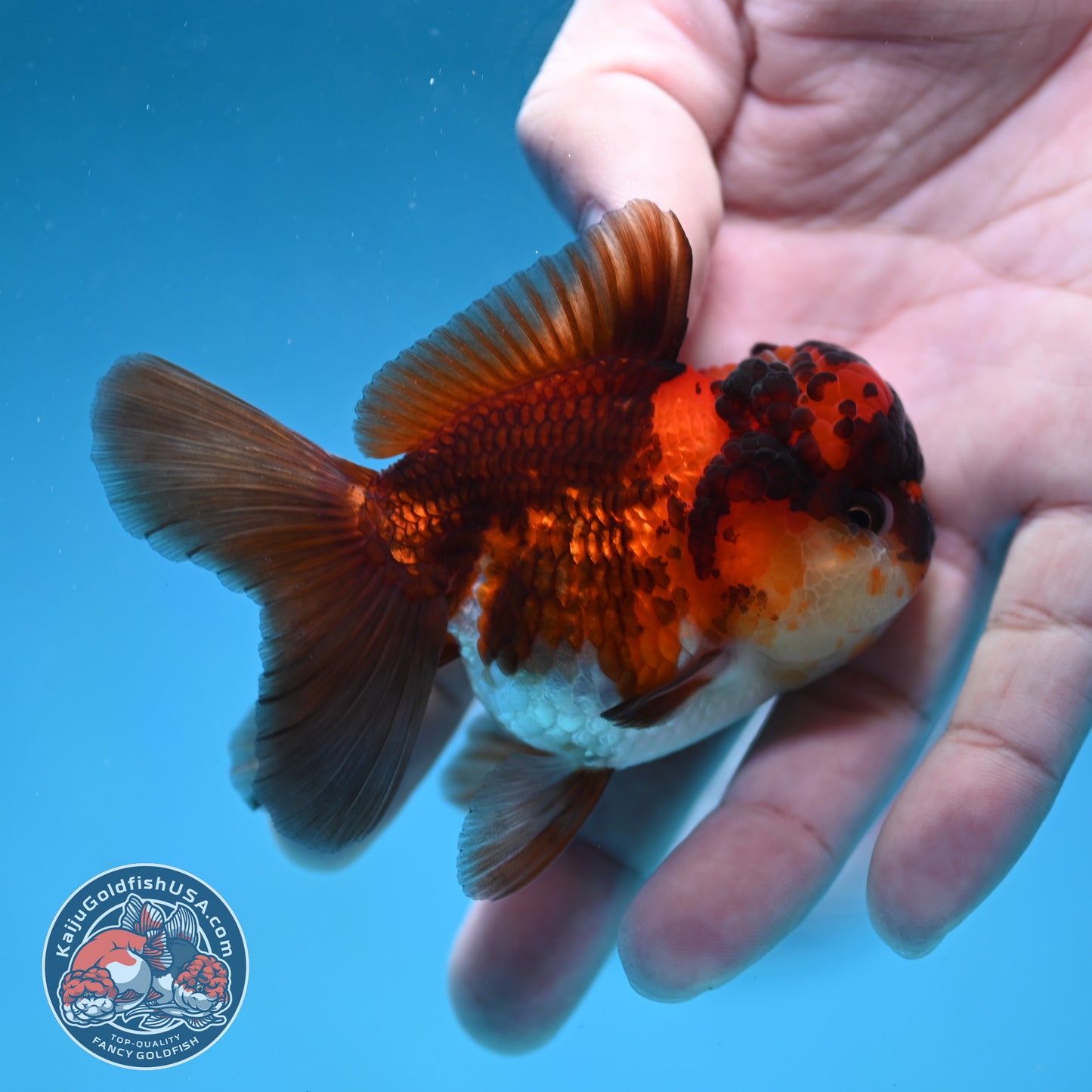 Tricolor Oranda 2.8 inch Body (260130_OR12)