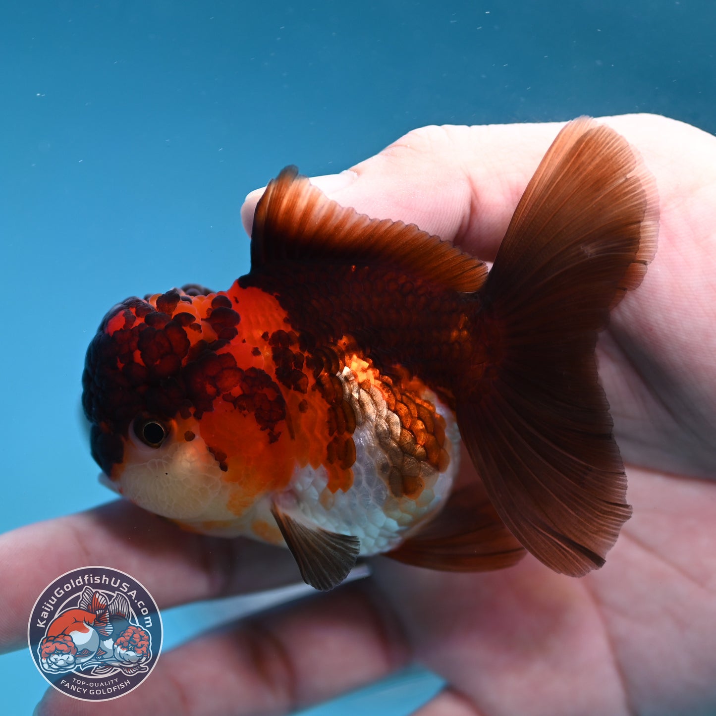 Tricolor Oranda 2.8 inch Body (260130_OR12)