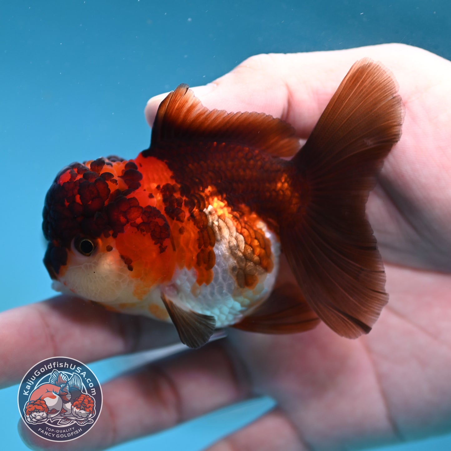 Tricolor Oranda 2.8 inch Body (260130_OR12)