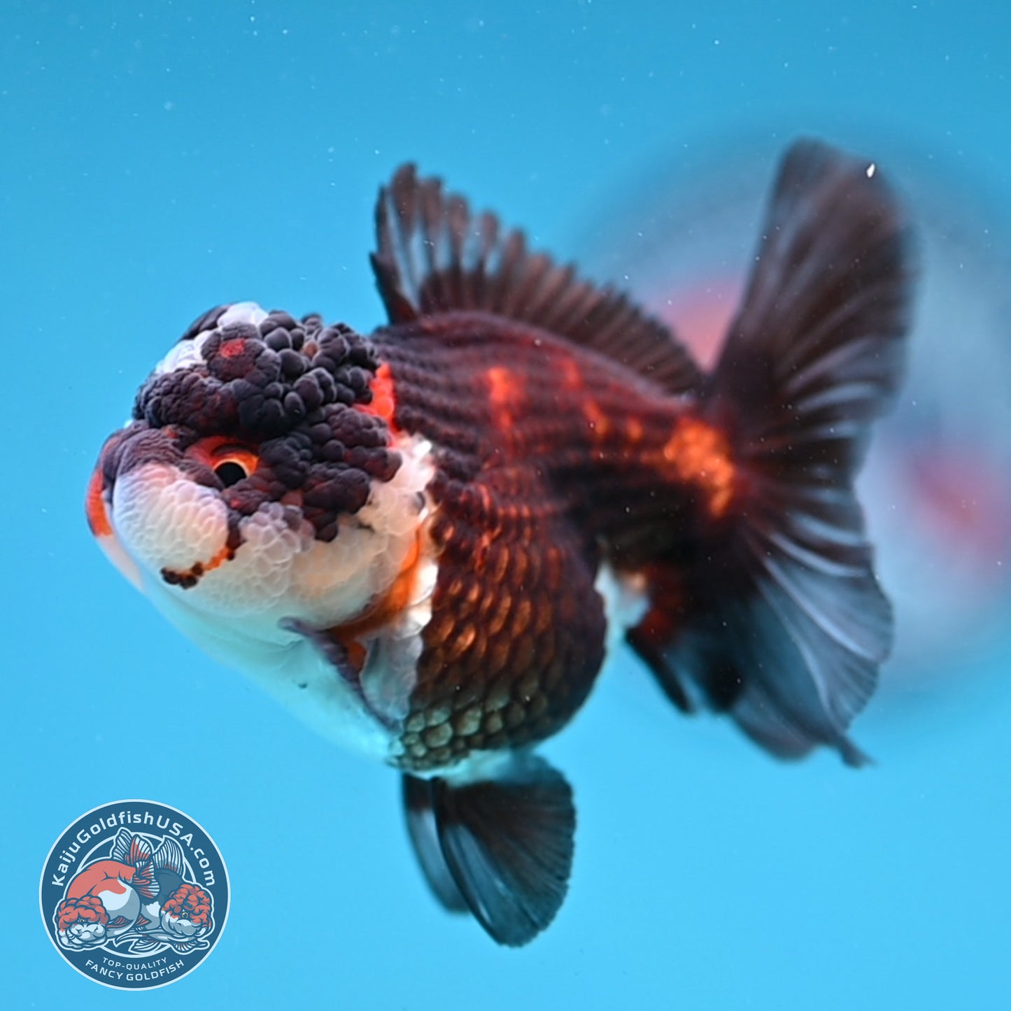 Tricolor Oranda 3 inch Body (260109_OR08)