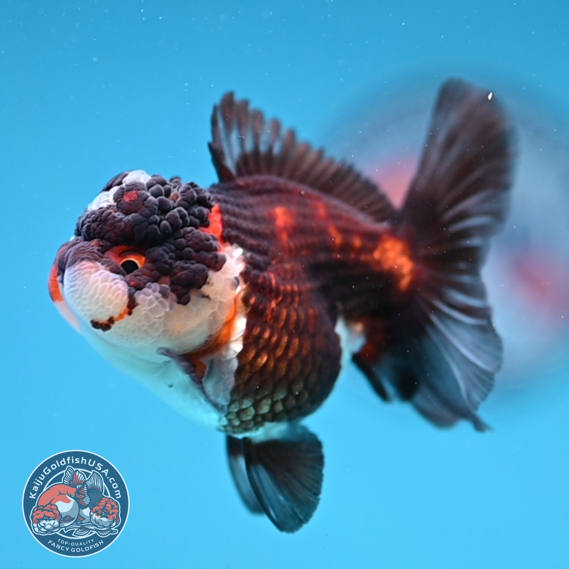 Tricolor Oranda 3 inch Body (260109_OR08)