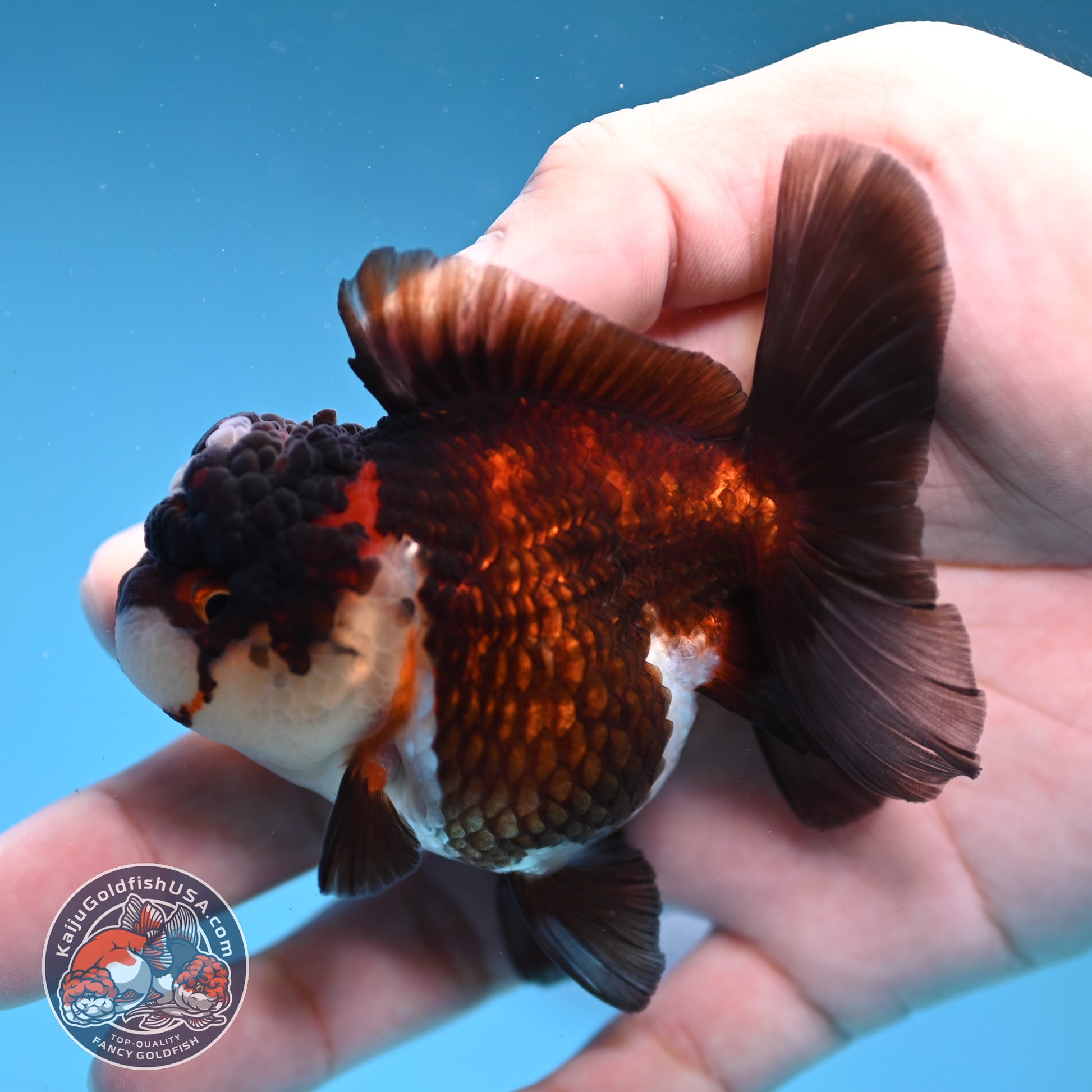 Tricolor Oranda 3 inch Body (260109_OR08)