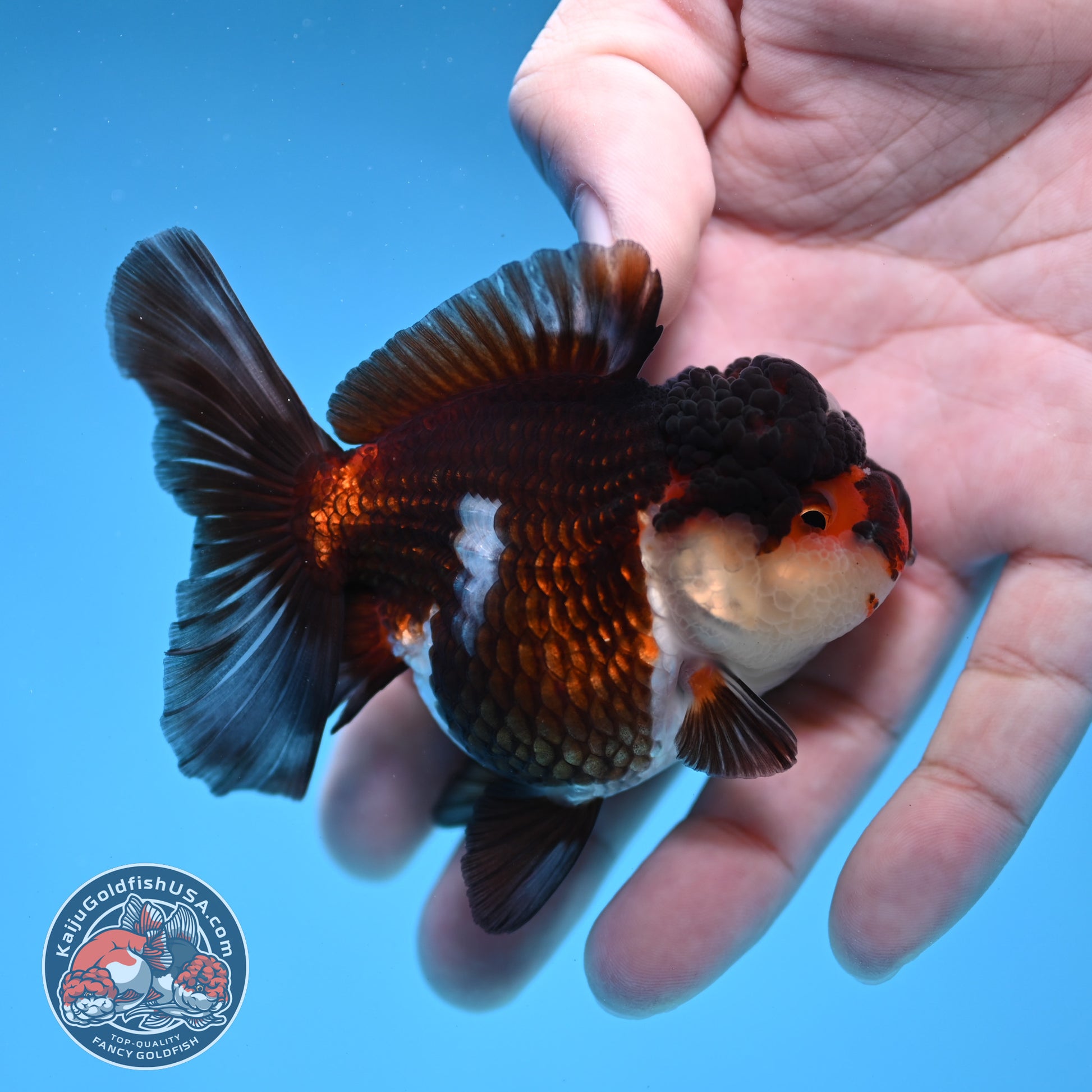 Tricolor Oranda 3 inch Body (260109_OR08)