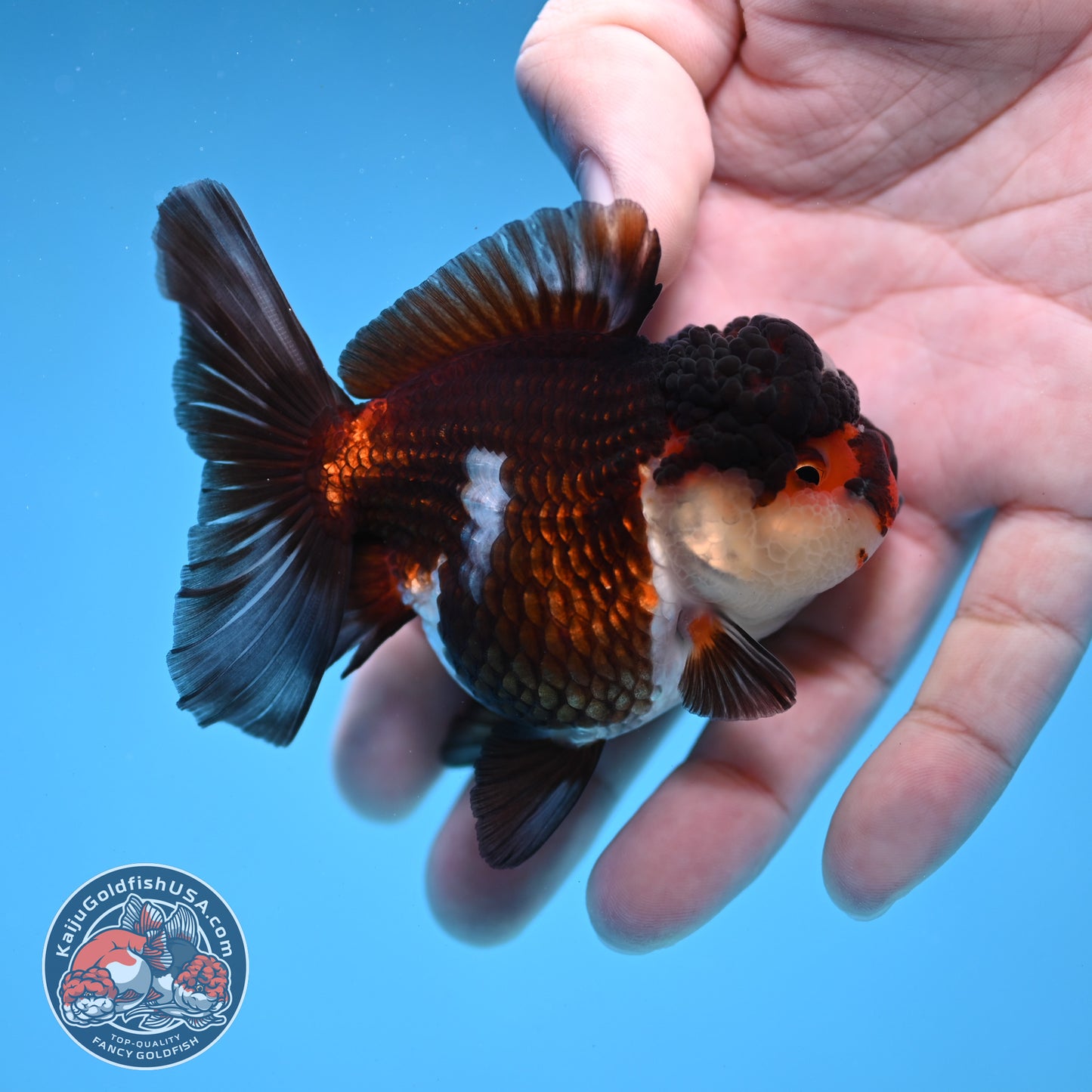 Tricolor Oranda 3 inch Body (260109_OR08)