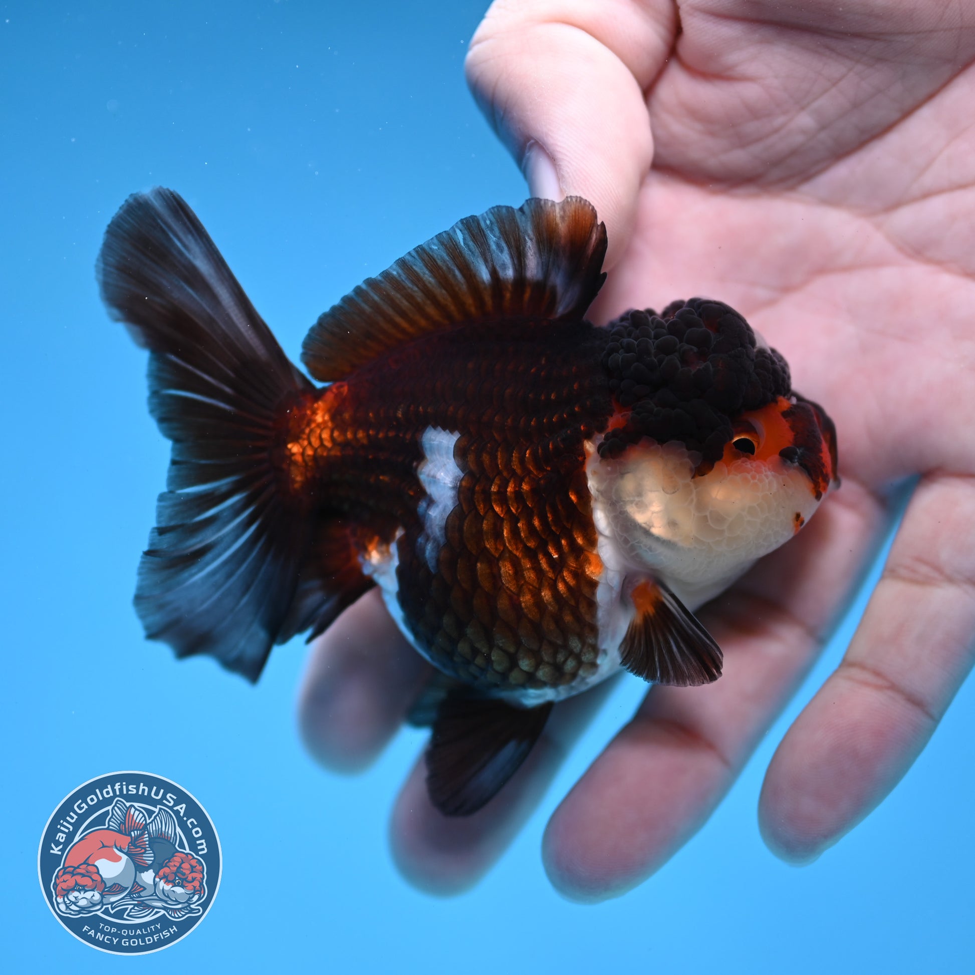 Tricolor Oranda 3 inch Body (260109_OR08)