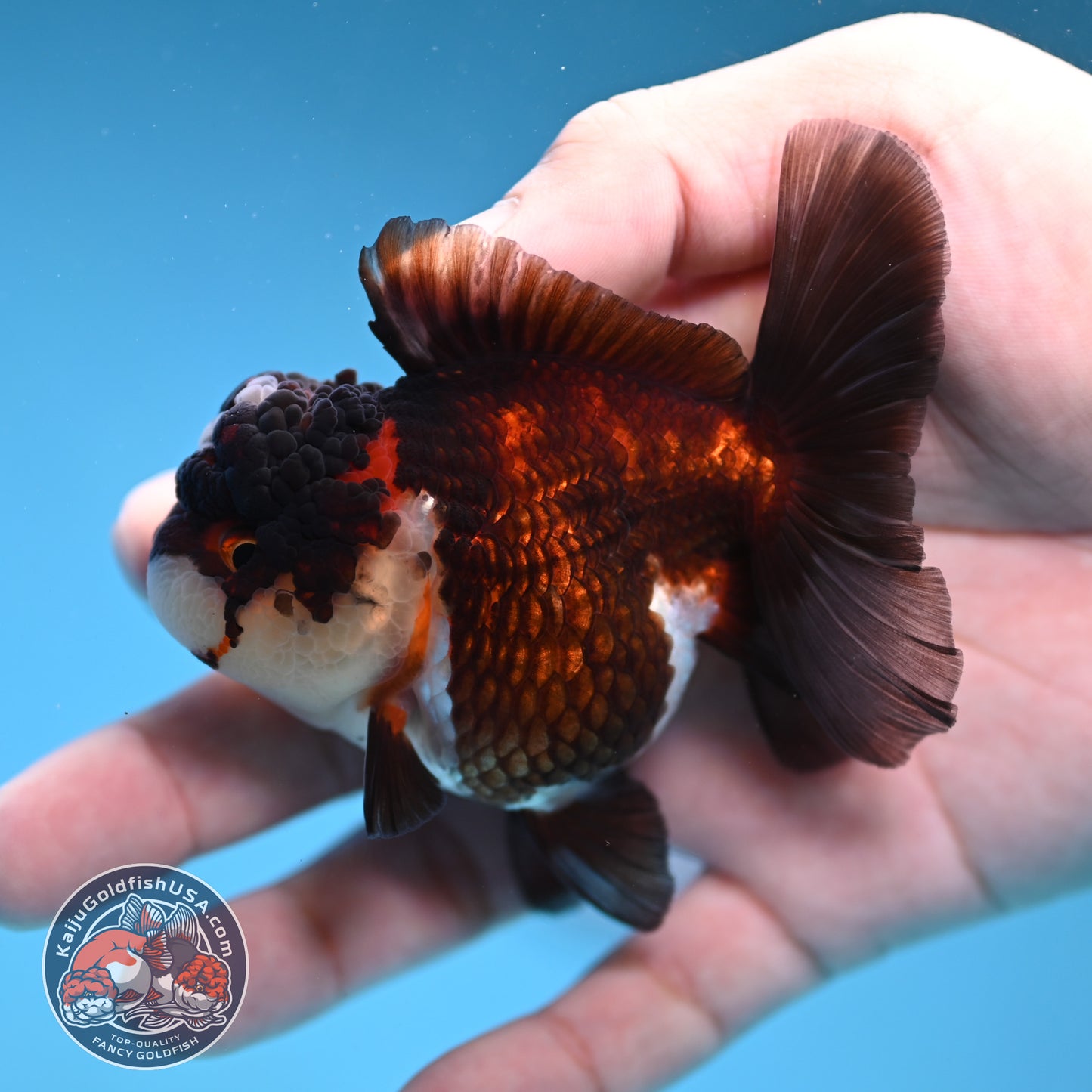 Tricolor Oranda 3 inch Body (260109_OR08)