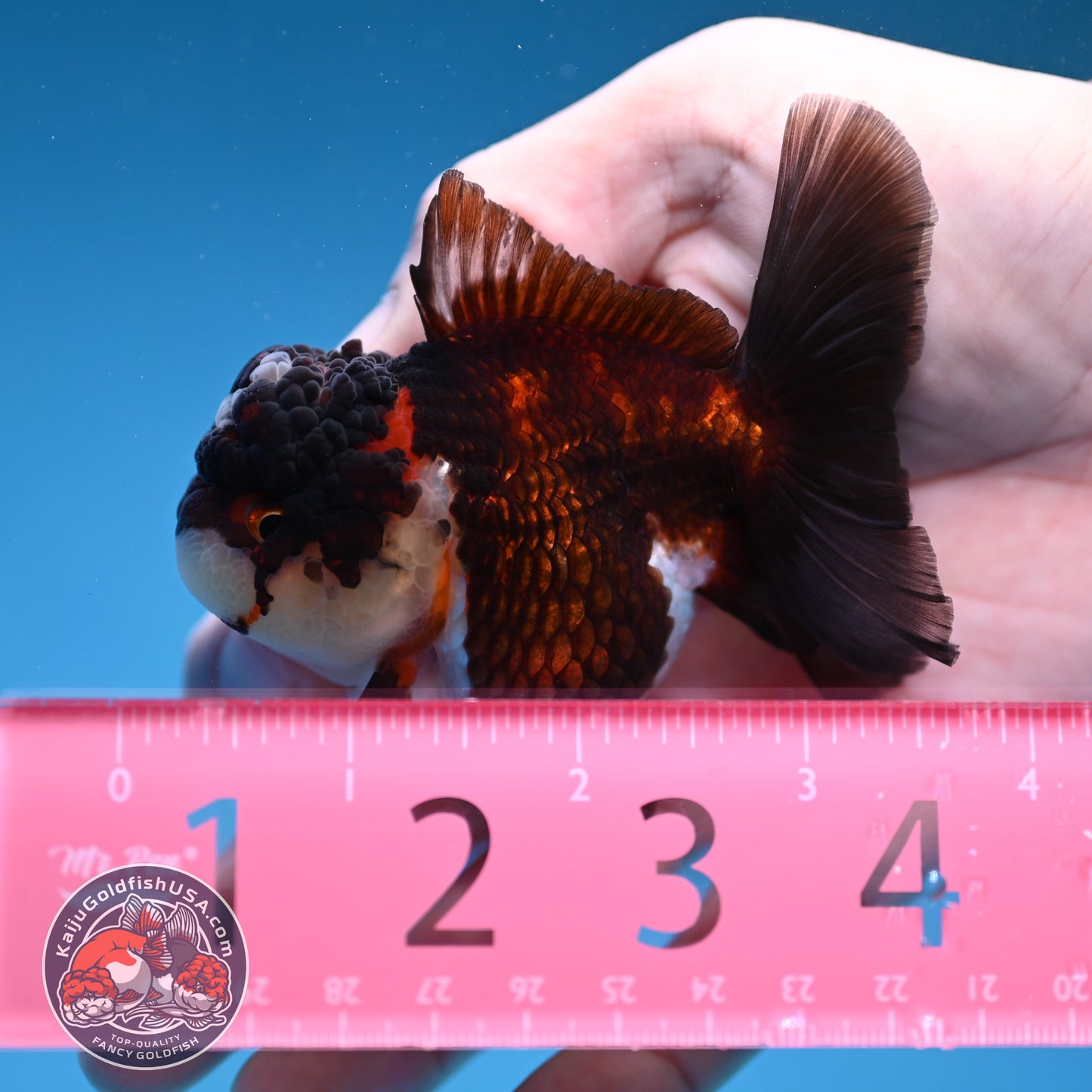 Tricolor Oranda 3 inch Body (260109_OR08)