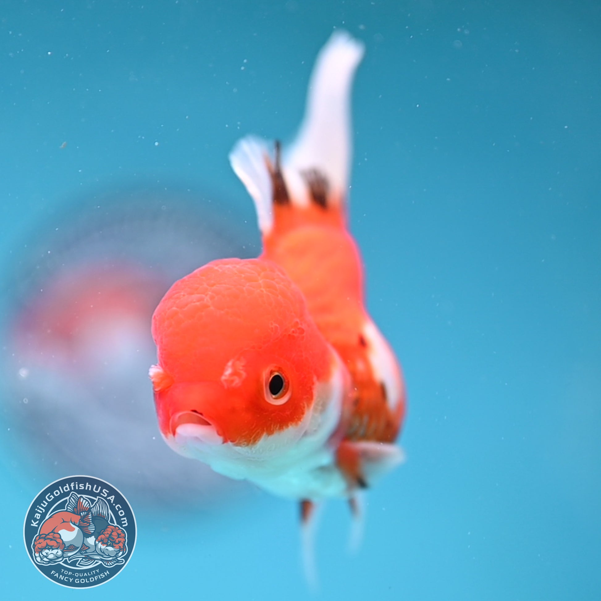 Tricolor Oranda 3 inch Body (260109_OR09)