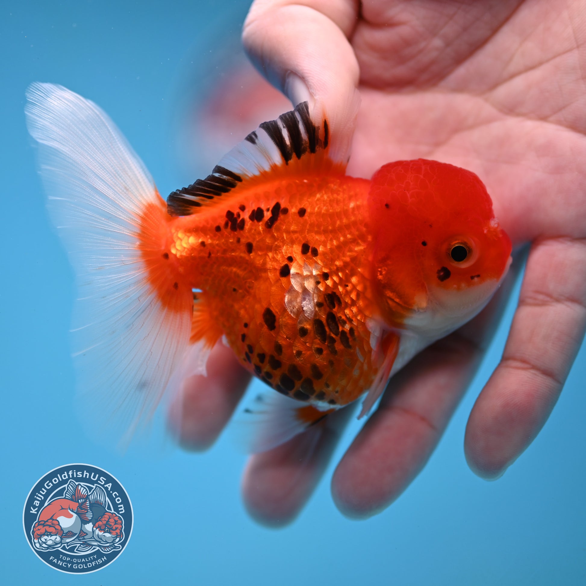 Tricolor Oranda 3 inch Body (260109_OR09)