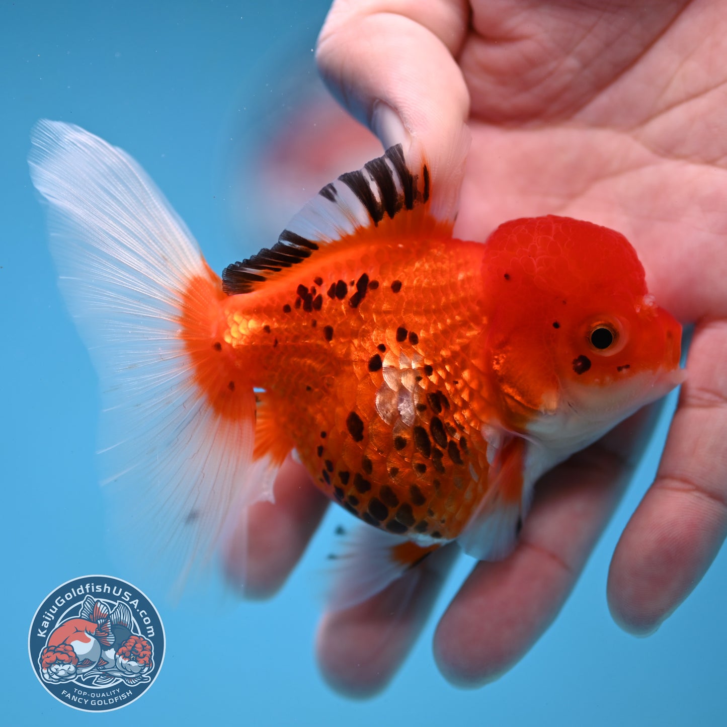 Tricolor Oranda 3 inch Body (260109_OR09)