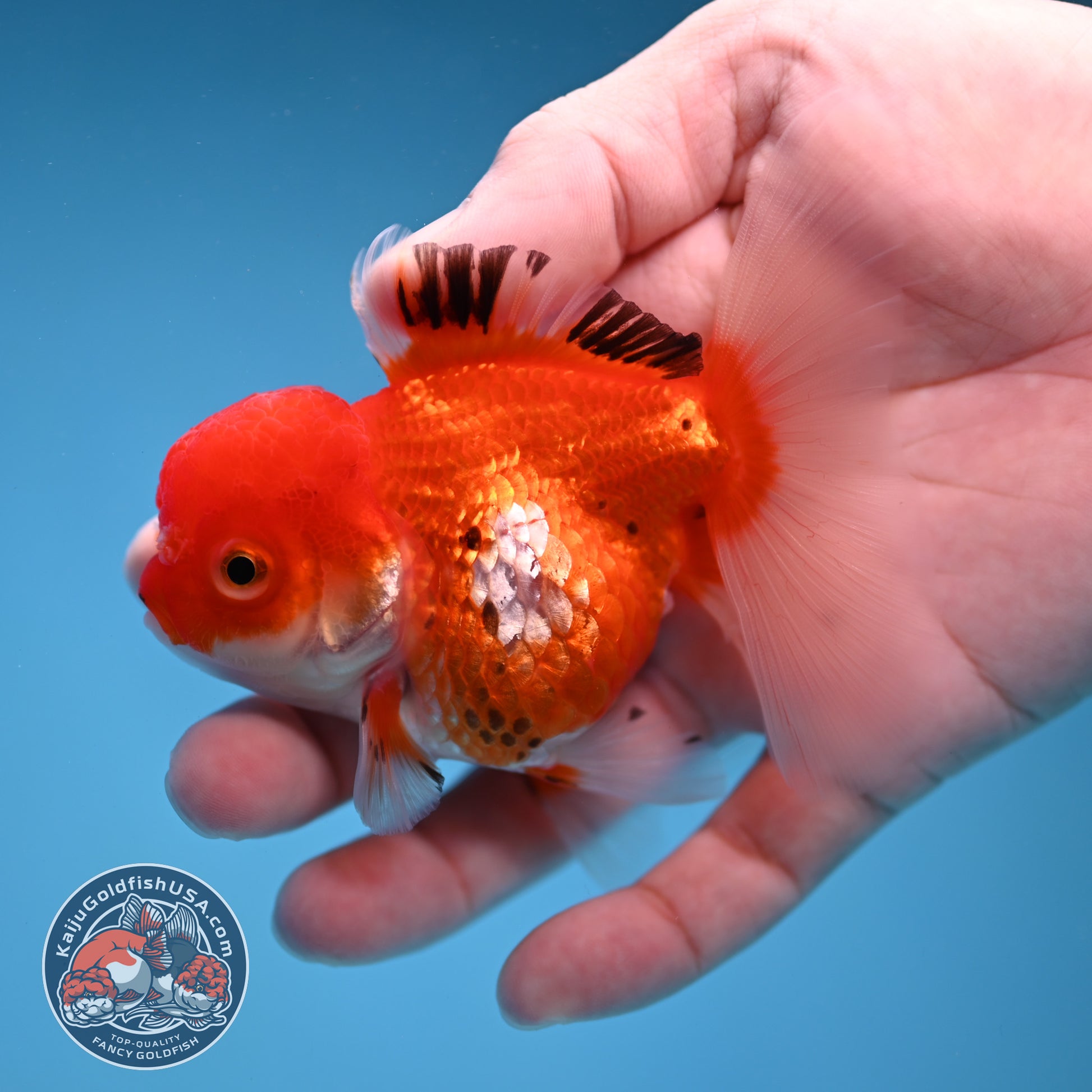 Tricolor Oranda 3 inch Body (260109_OR09)