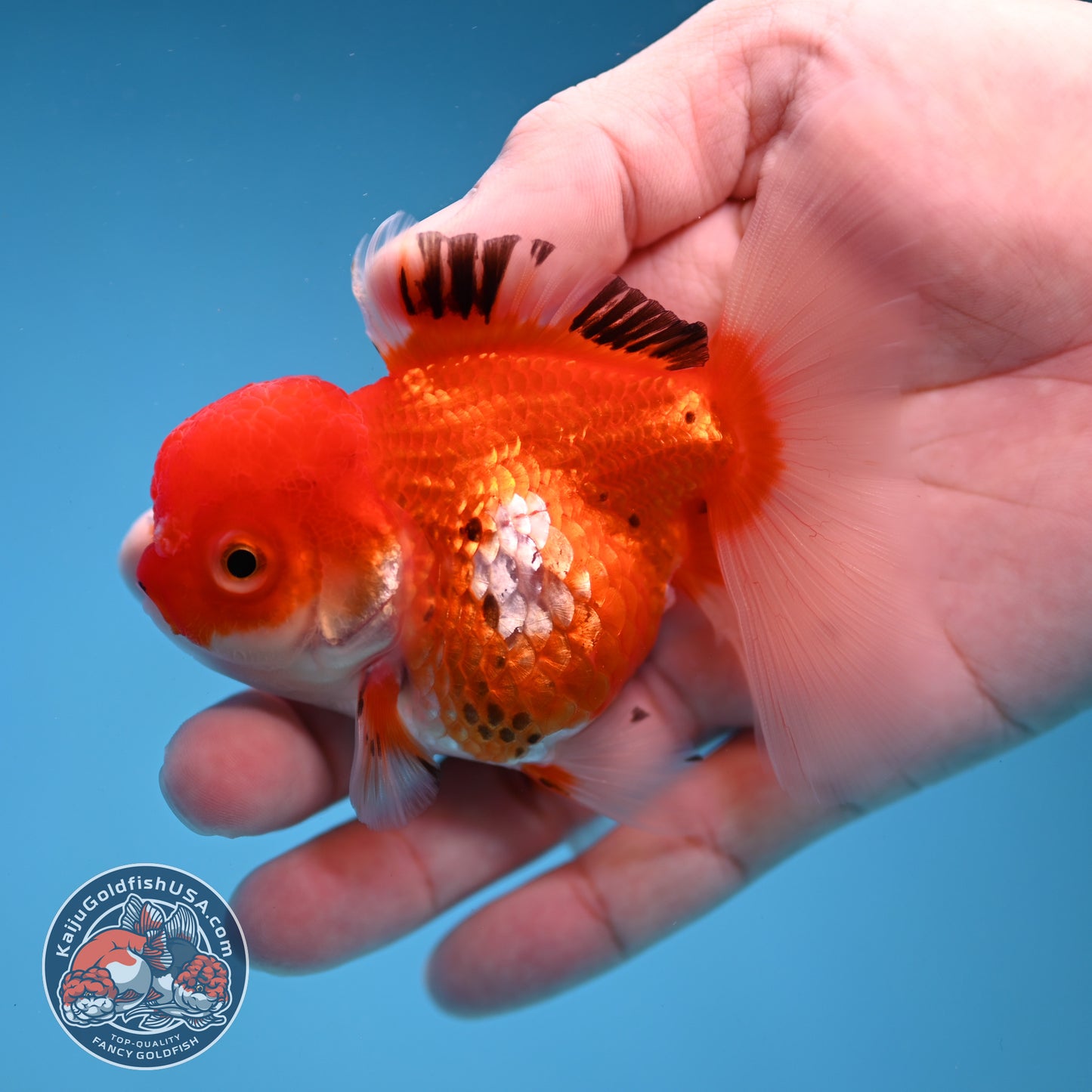 Tricolor Oranda 3 inch Body (260109_OR09)