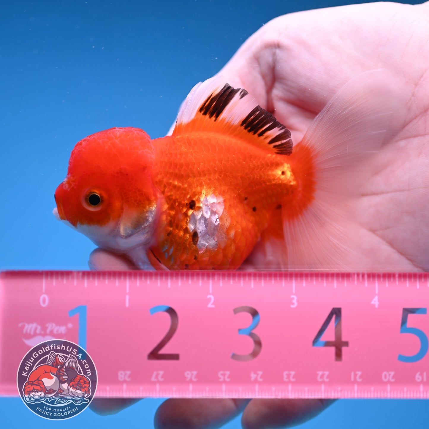 Tricolor Oranda 3 inch Body (260109_OR09)